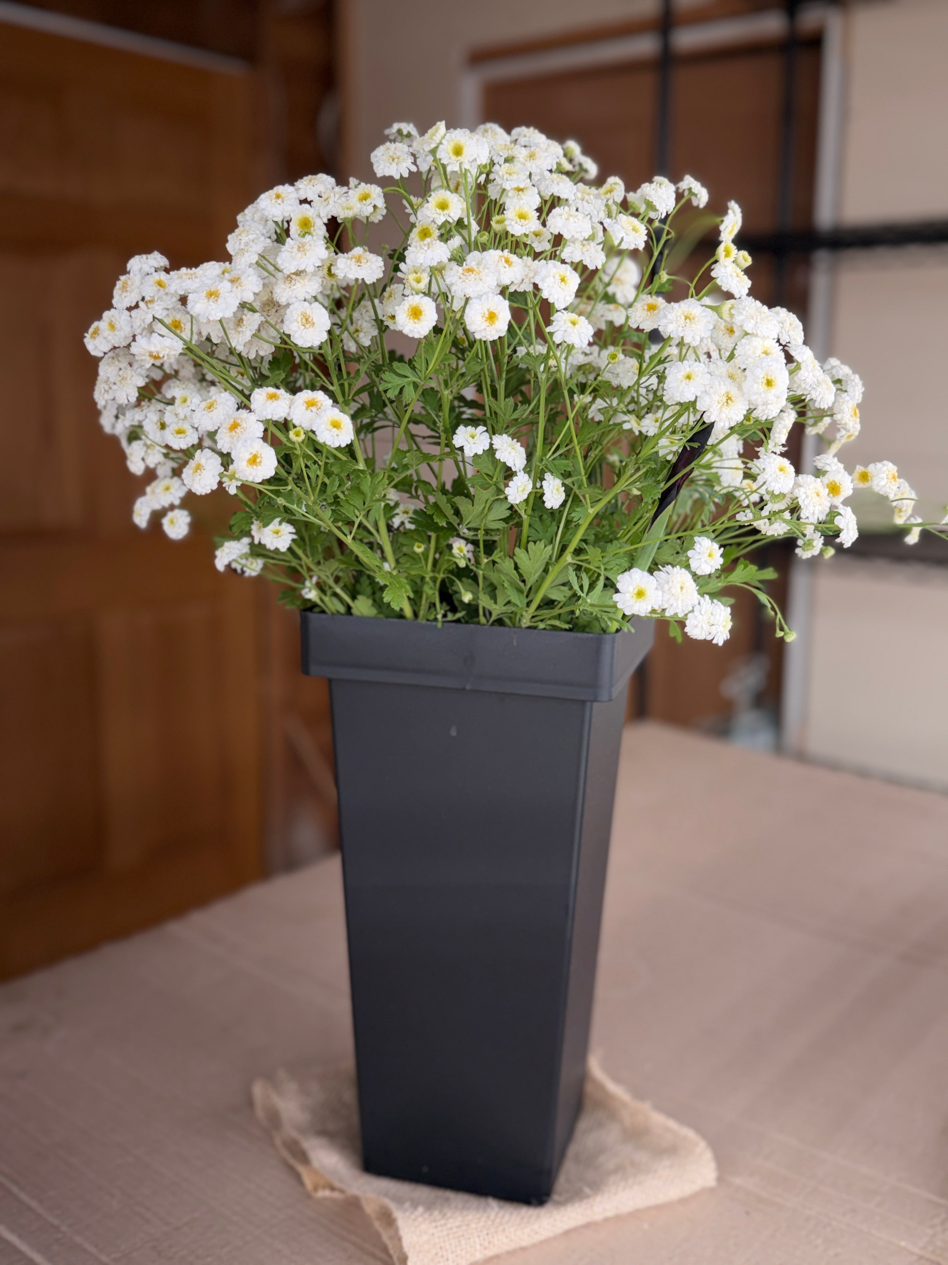 Feverfew - Tetra White