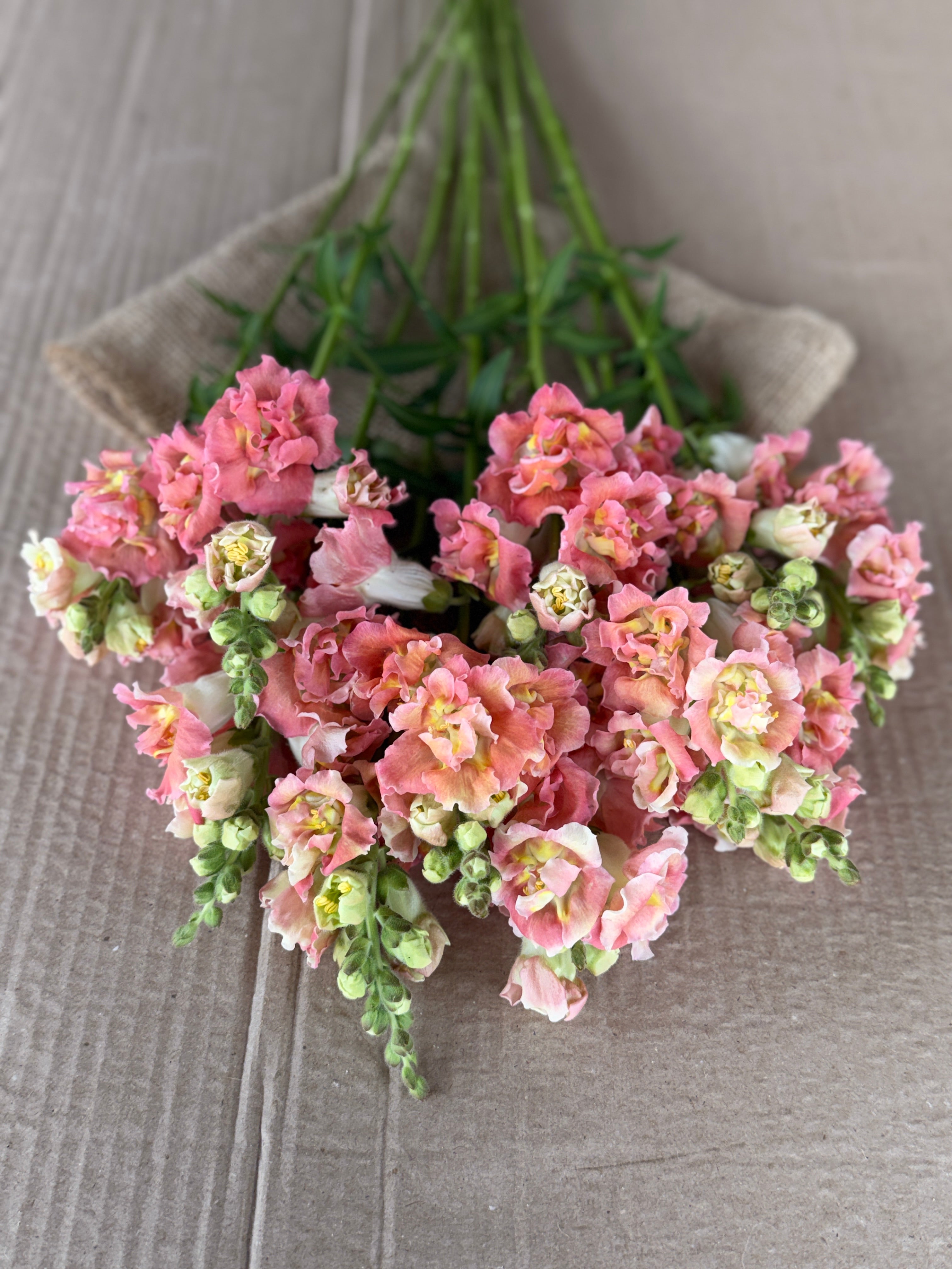 Snapdragon - Butterfly Bronze and White