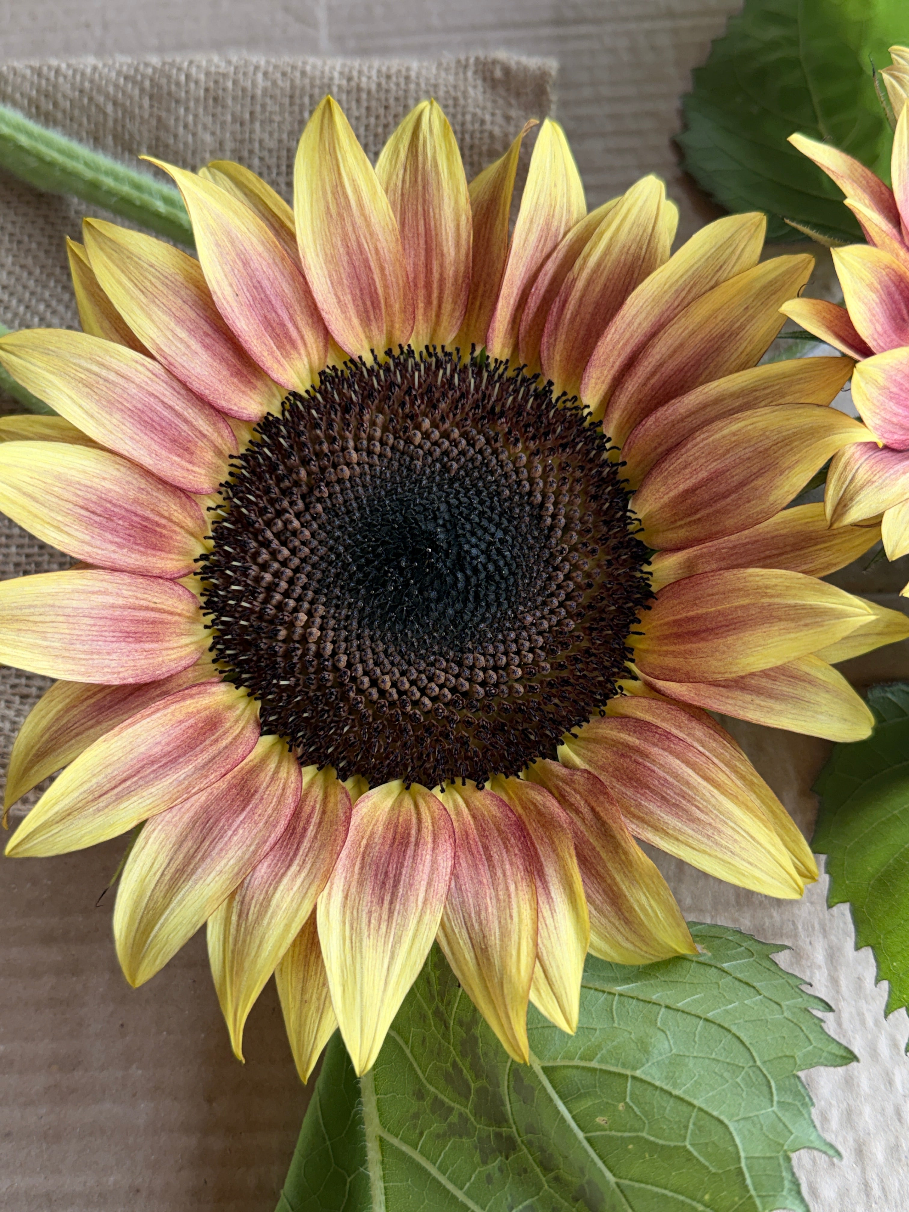 Sunflower - Procut Plum
