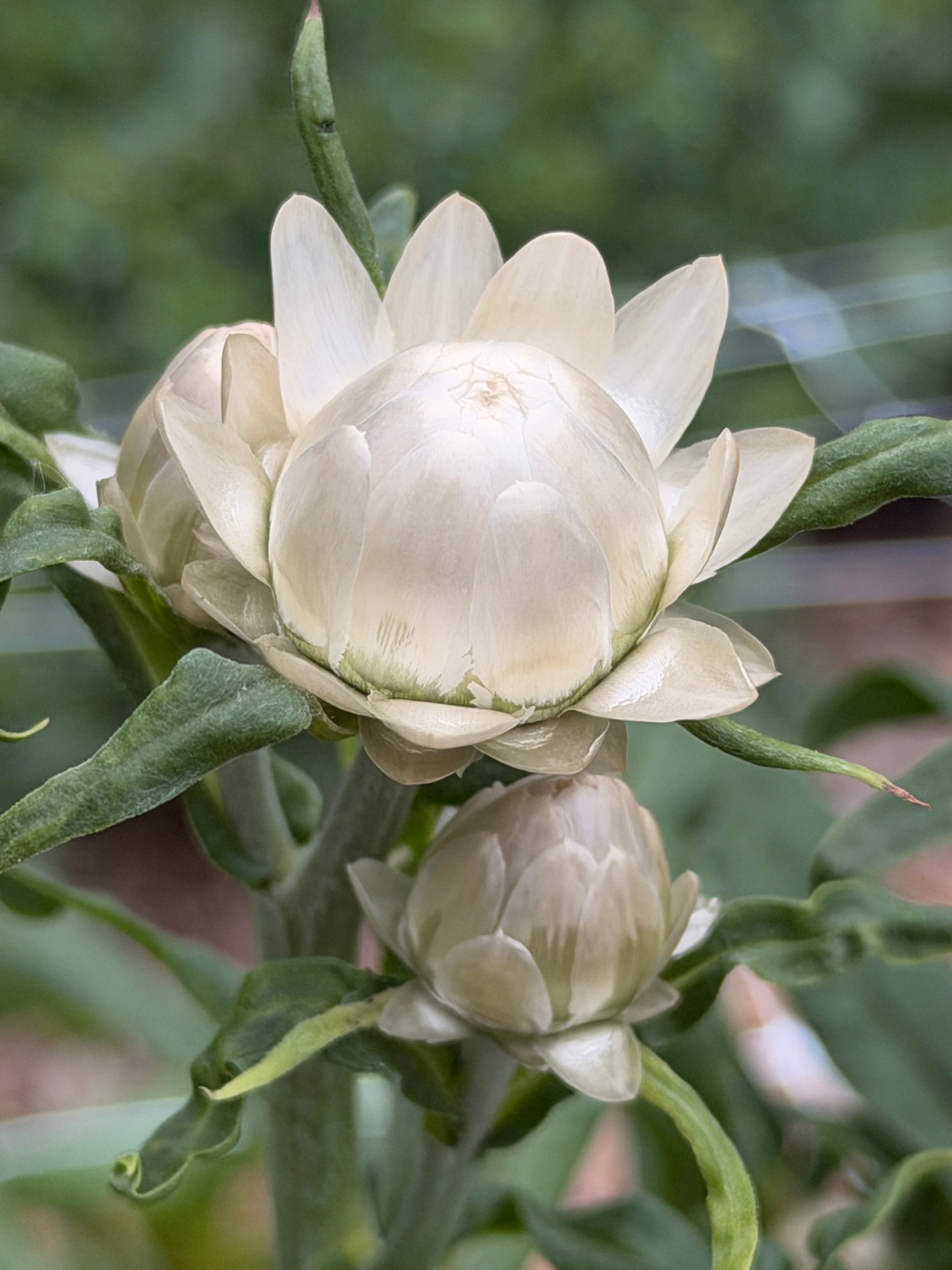 Strawflower - Vintage White