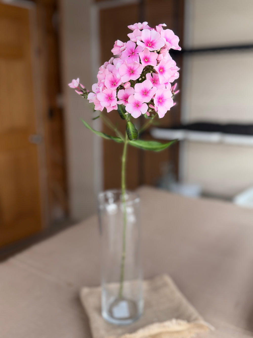 Phlox - Light Pink