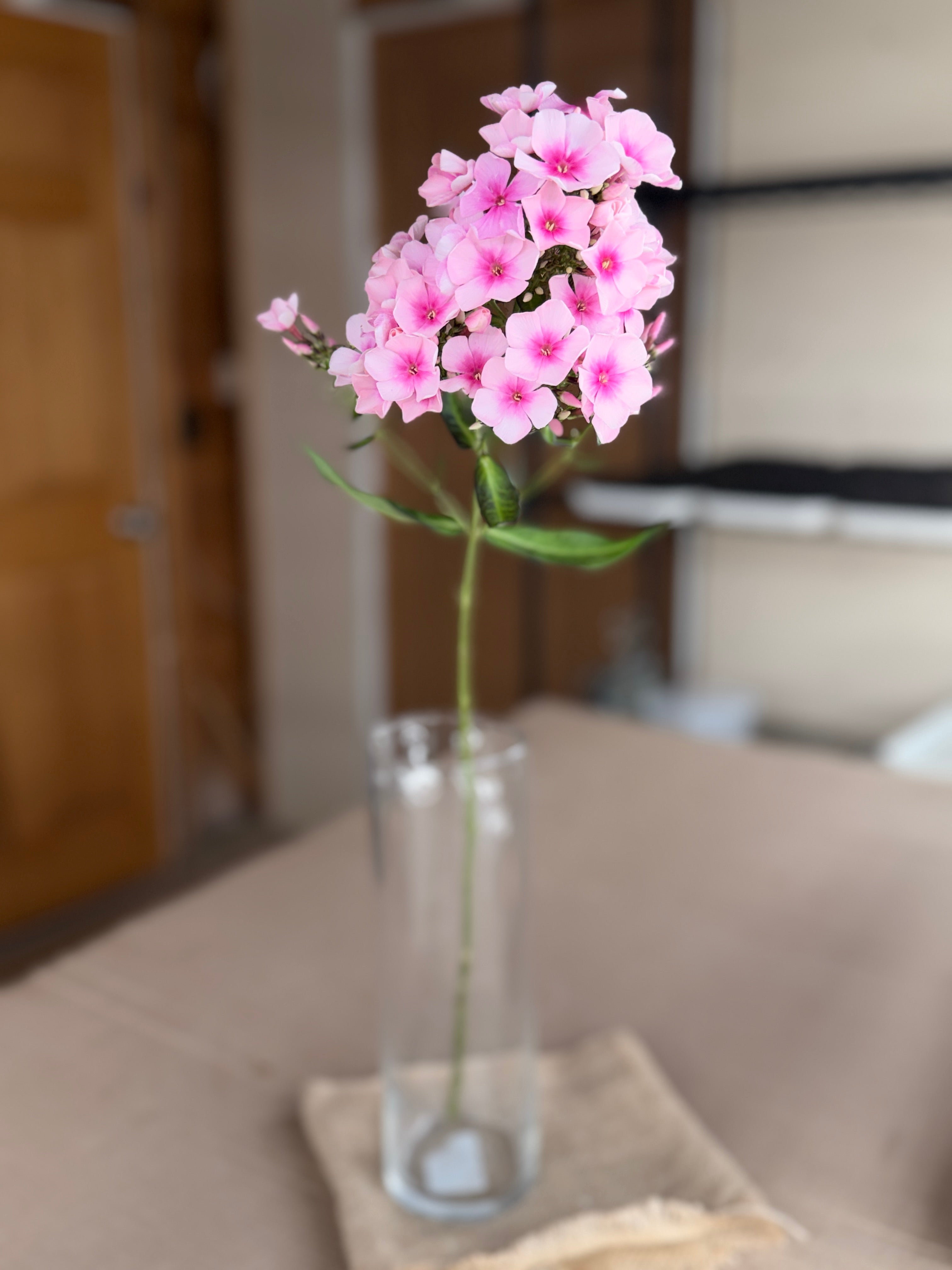 Phlox - Light Pink