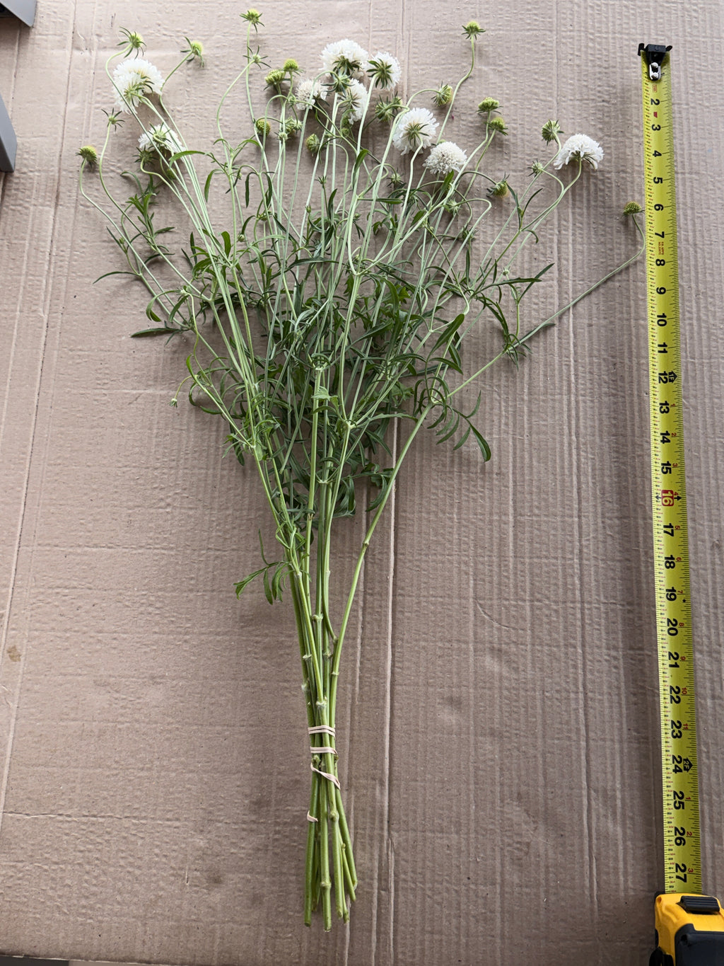 Scabiosa - White