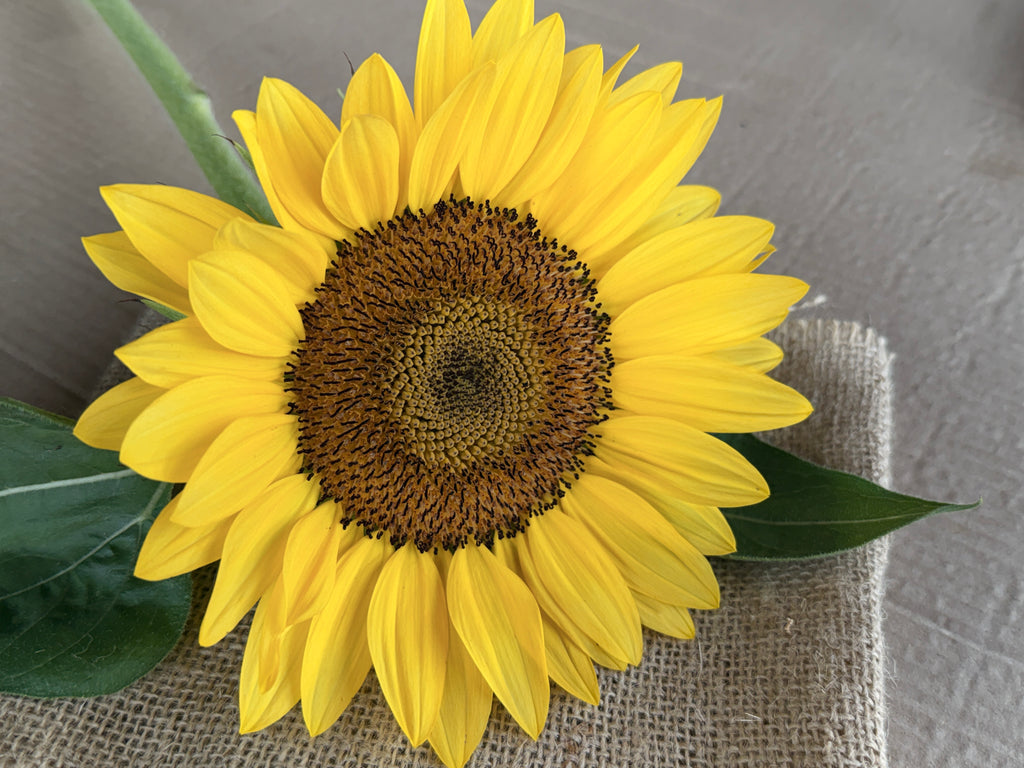 Sunflower - Procut Peach