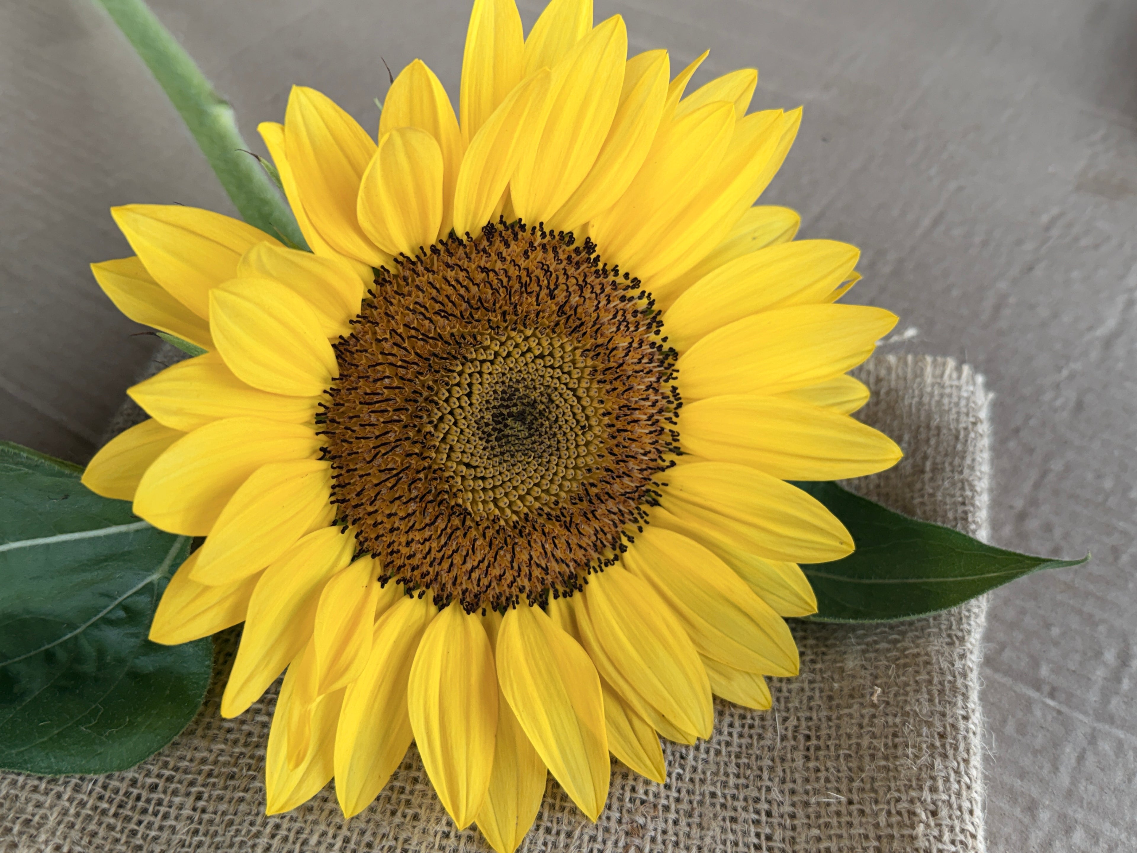 Sunflower - Procut Peach