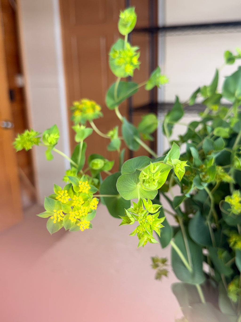 Bupleurum
