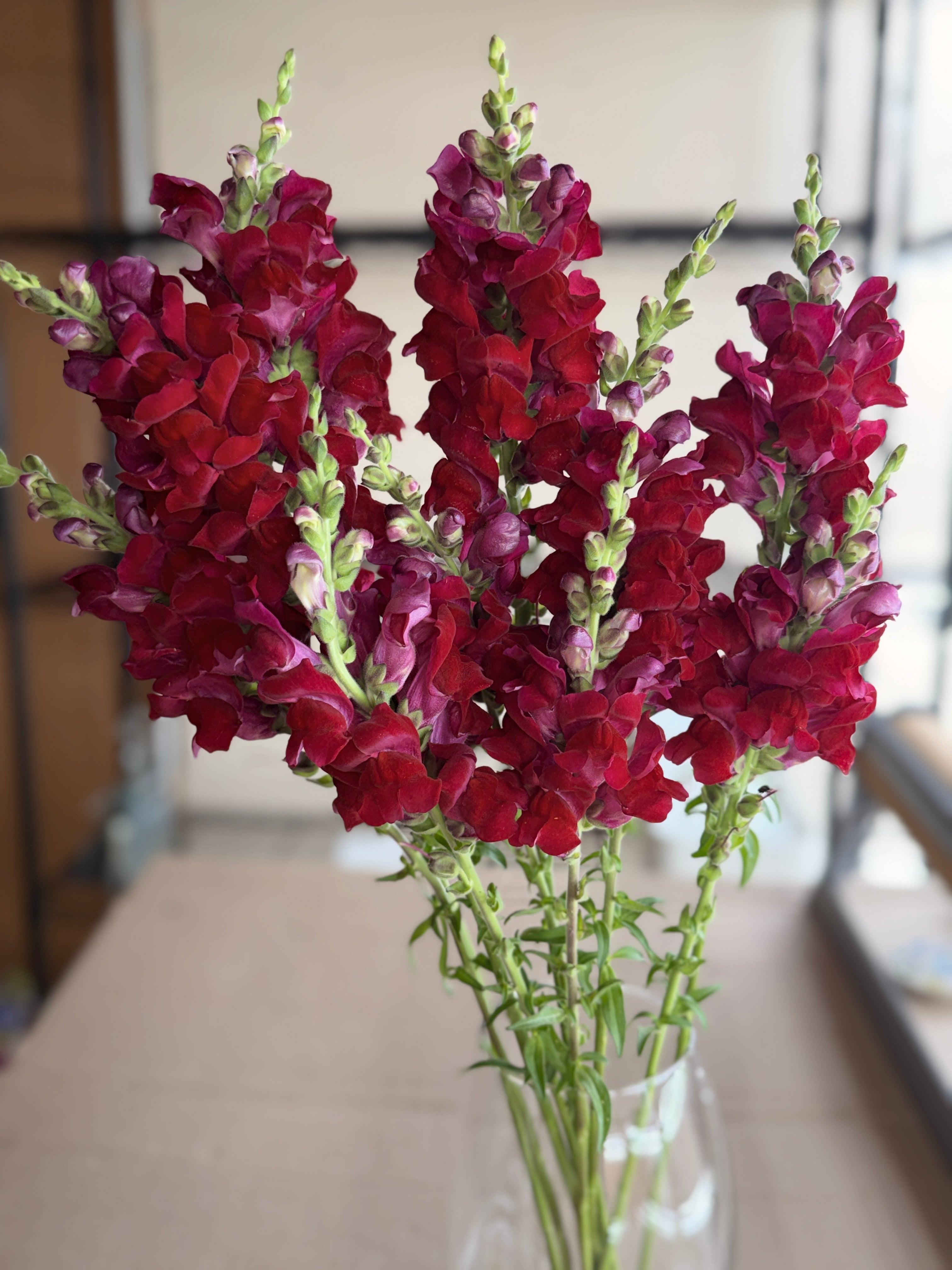 Snapdragon - Potomac Red