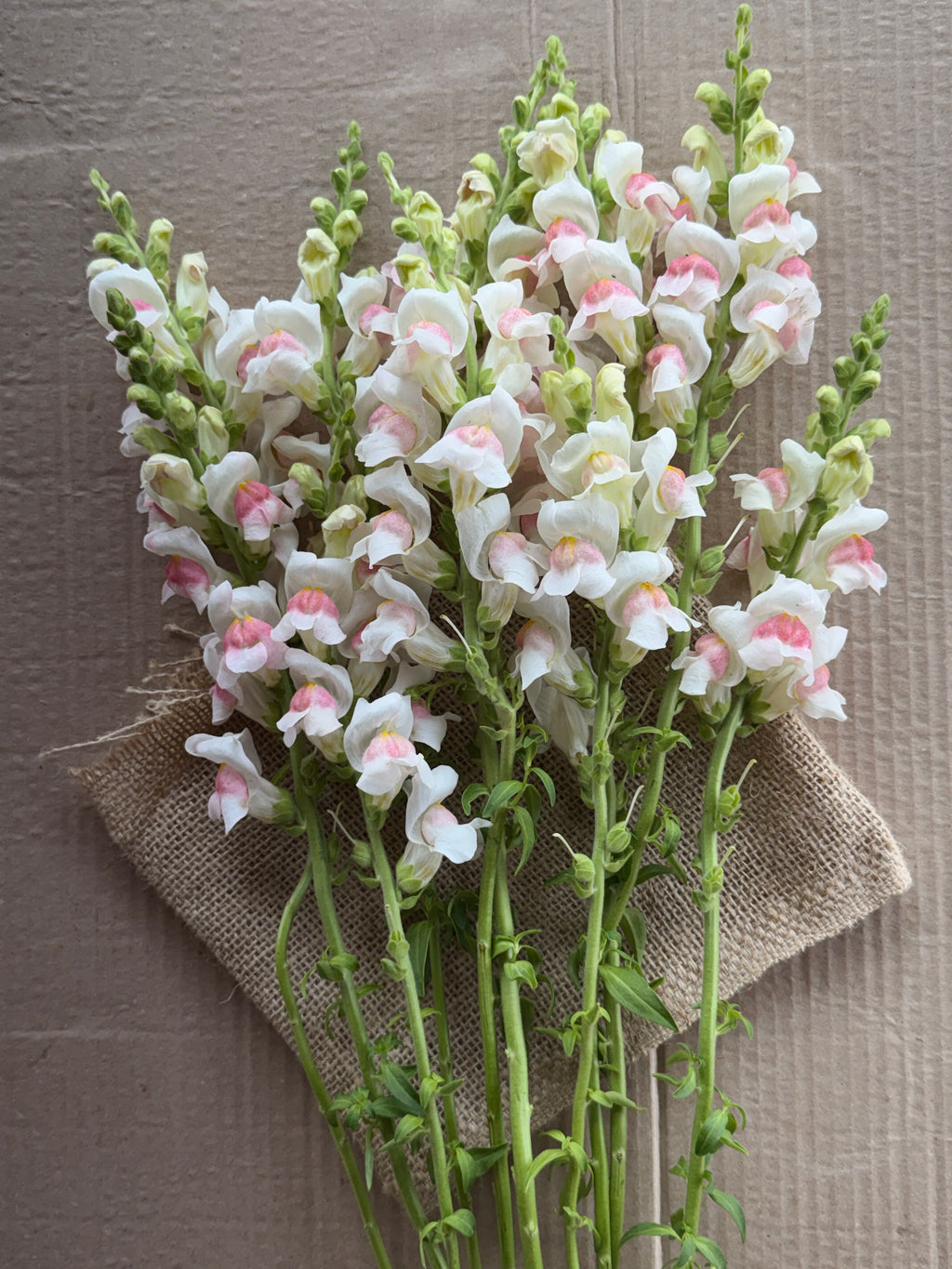 Snapdragon - Potomac Appleblossom