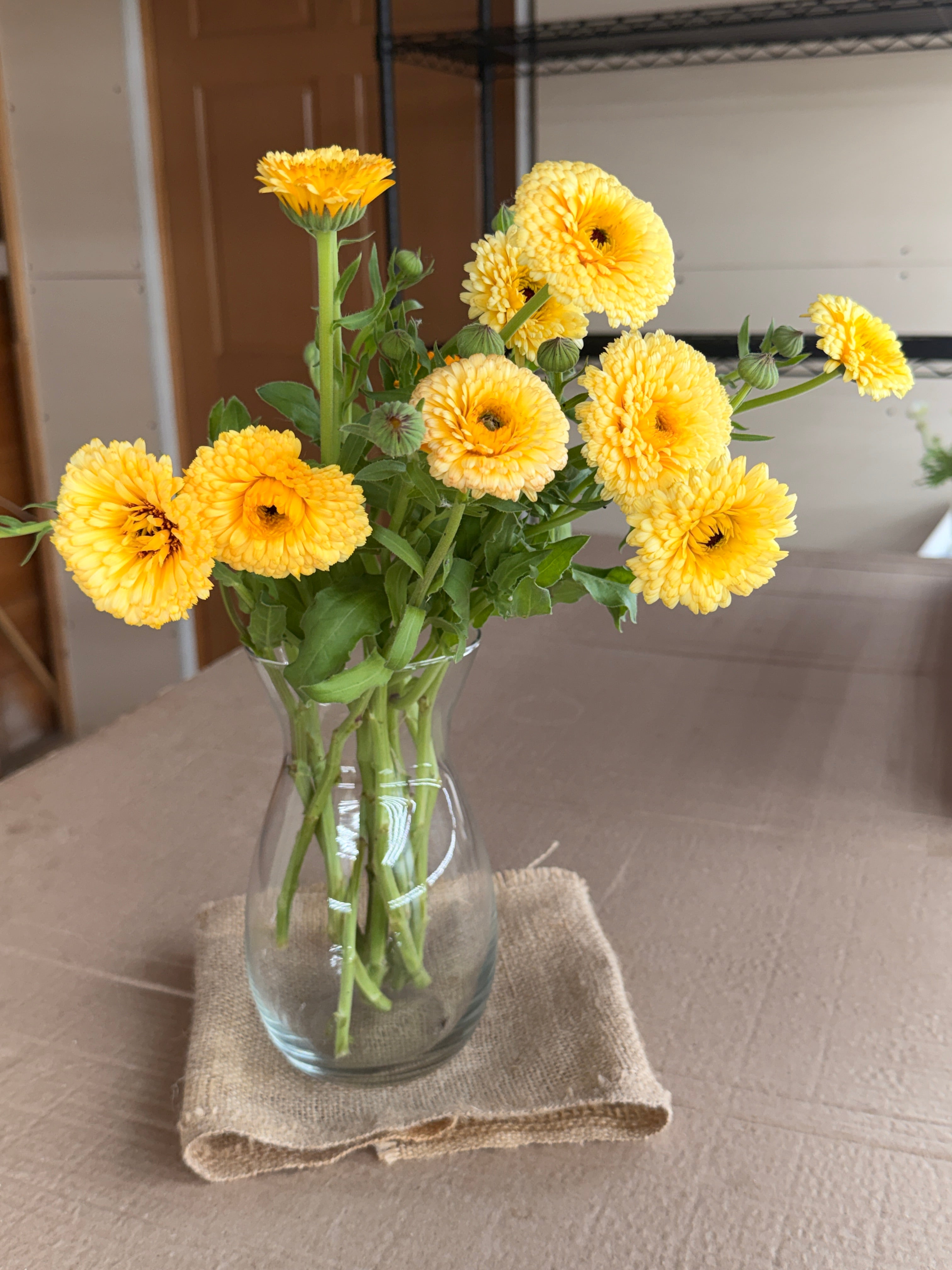 Calendula - Creamy Apricot
