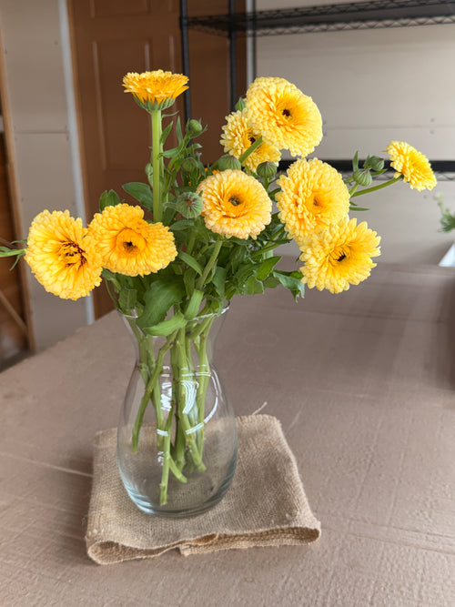 Calendula - Creamy Apricot