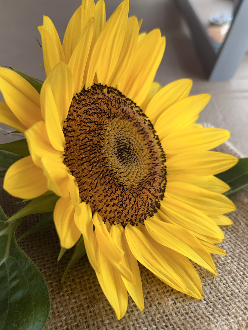 Sunflower - Procut Peach