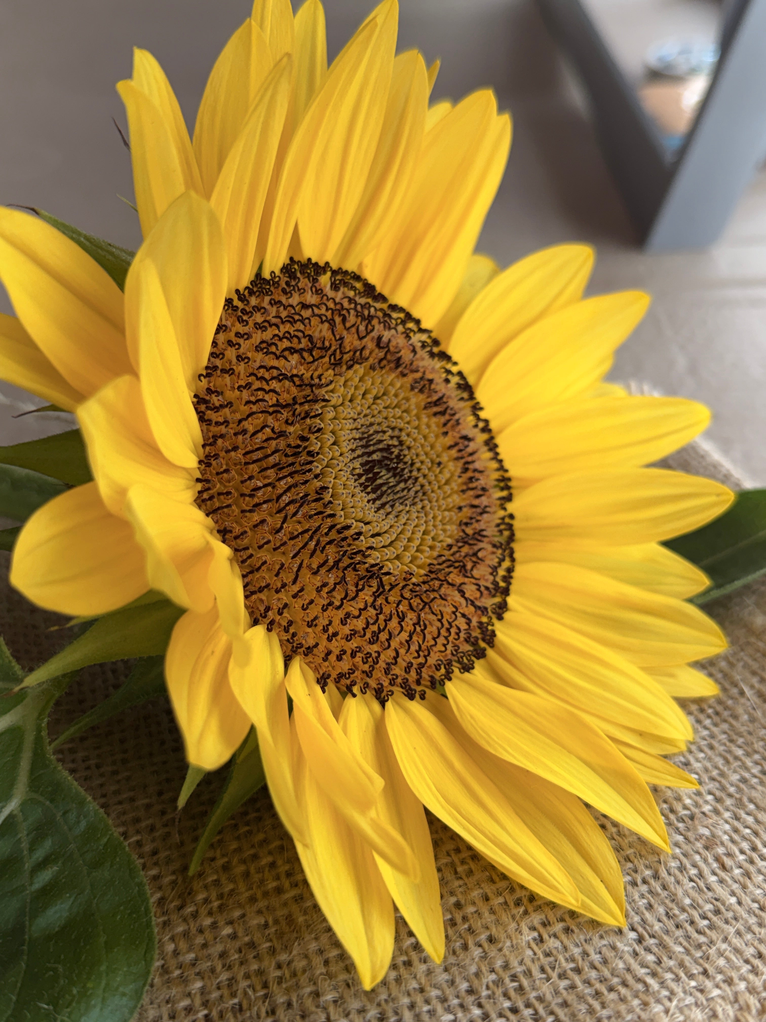 Sunflower - Procut Peach