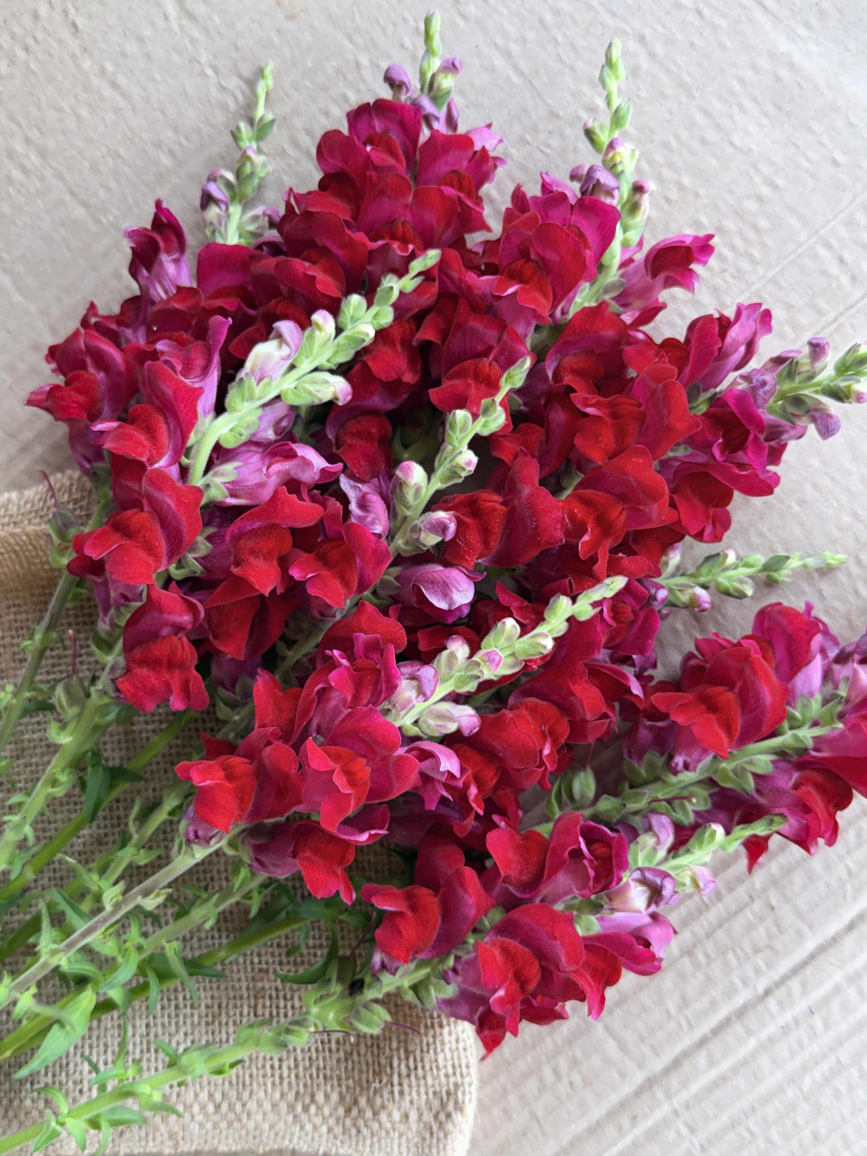 Snapdragon - Potomac Red