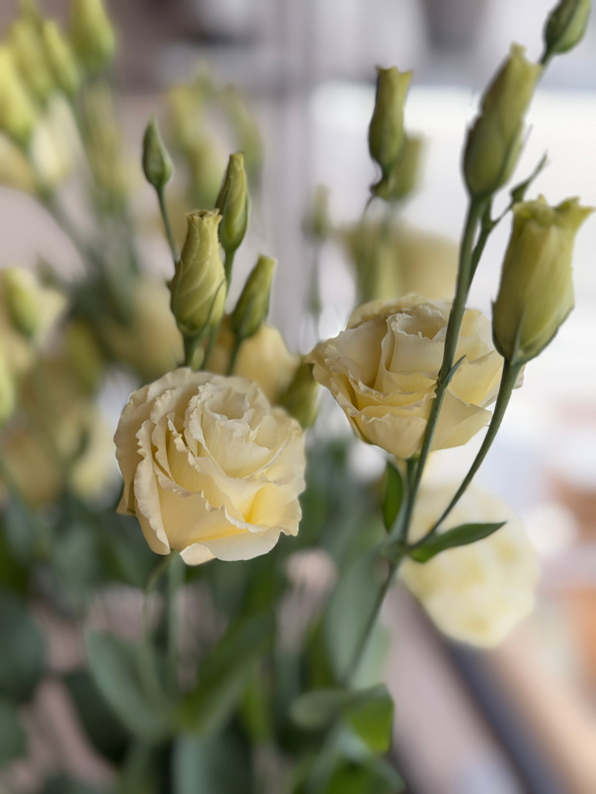 Lisianthus - Primrose