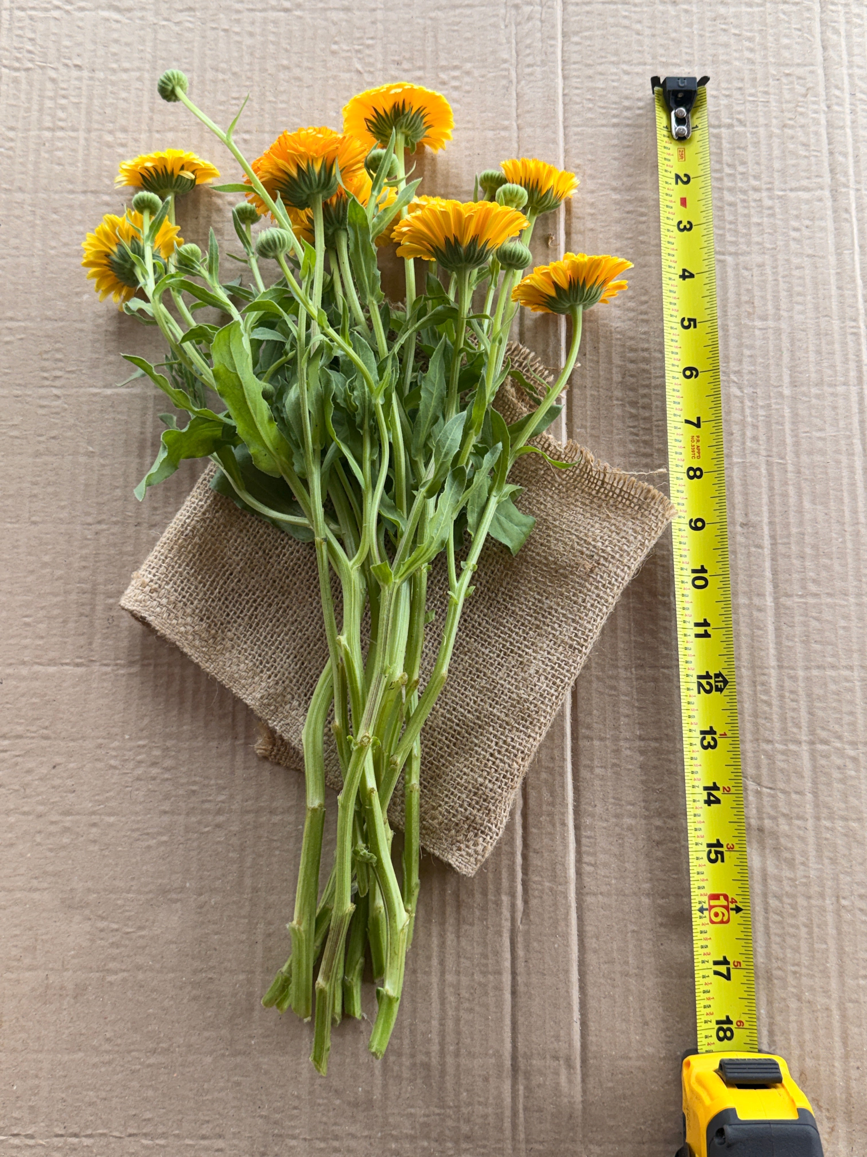 Calendula - Creamy Apricot