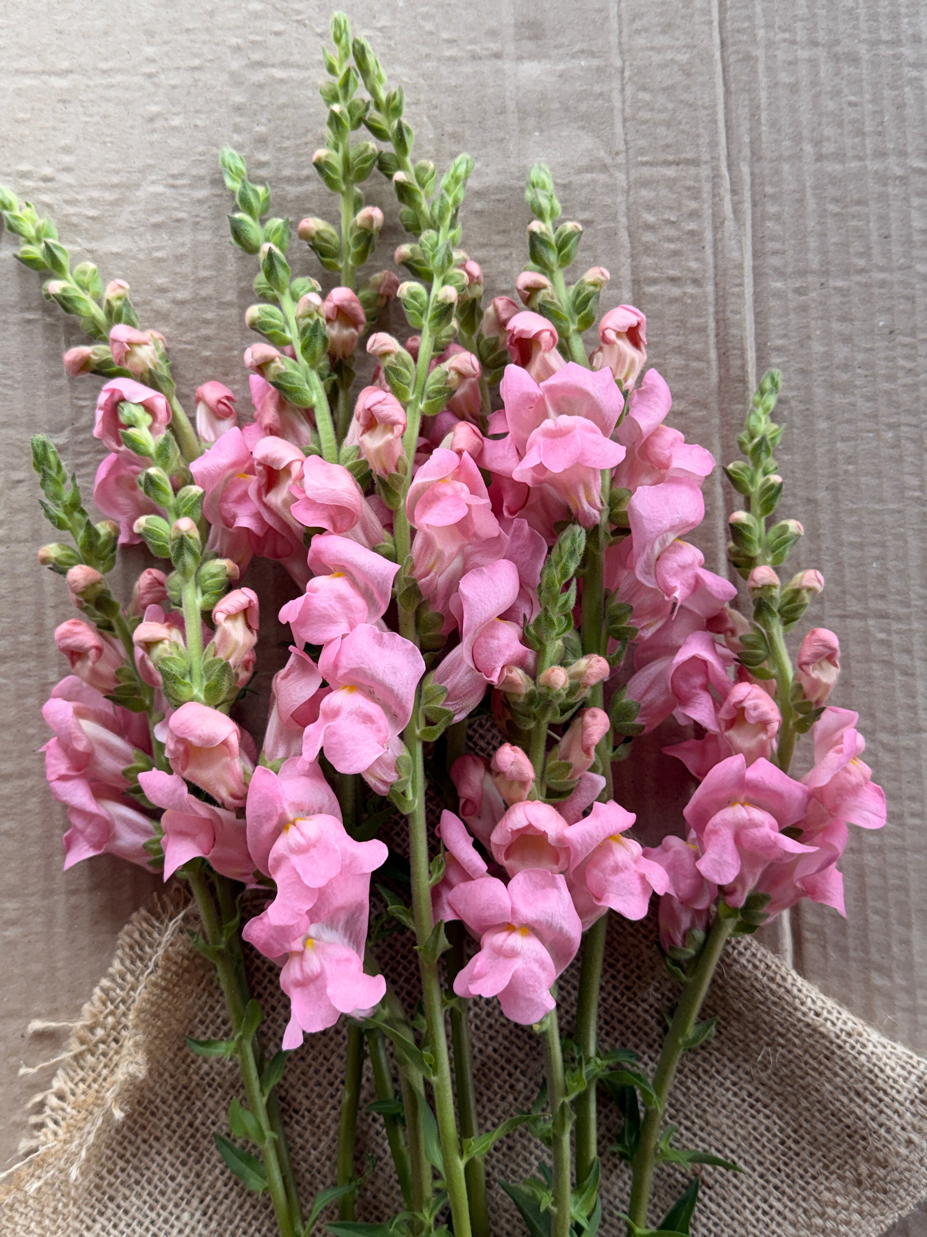 Snapdragon - Potomac Light Pink