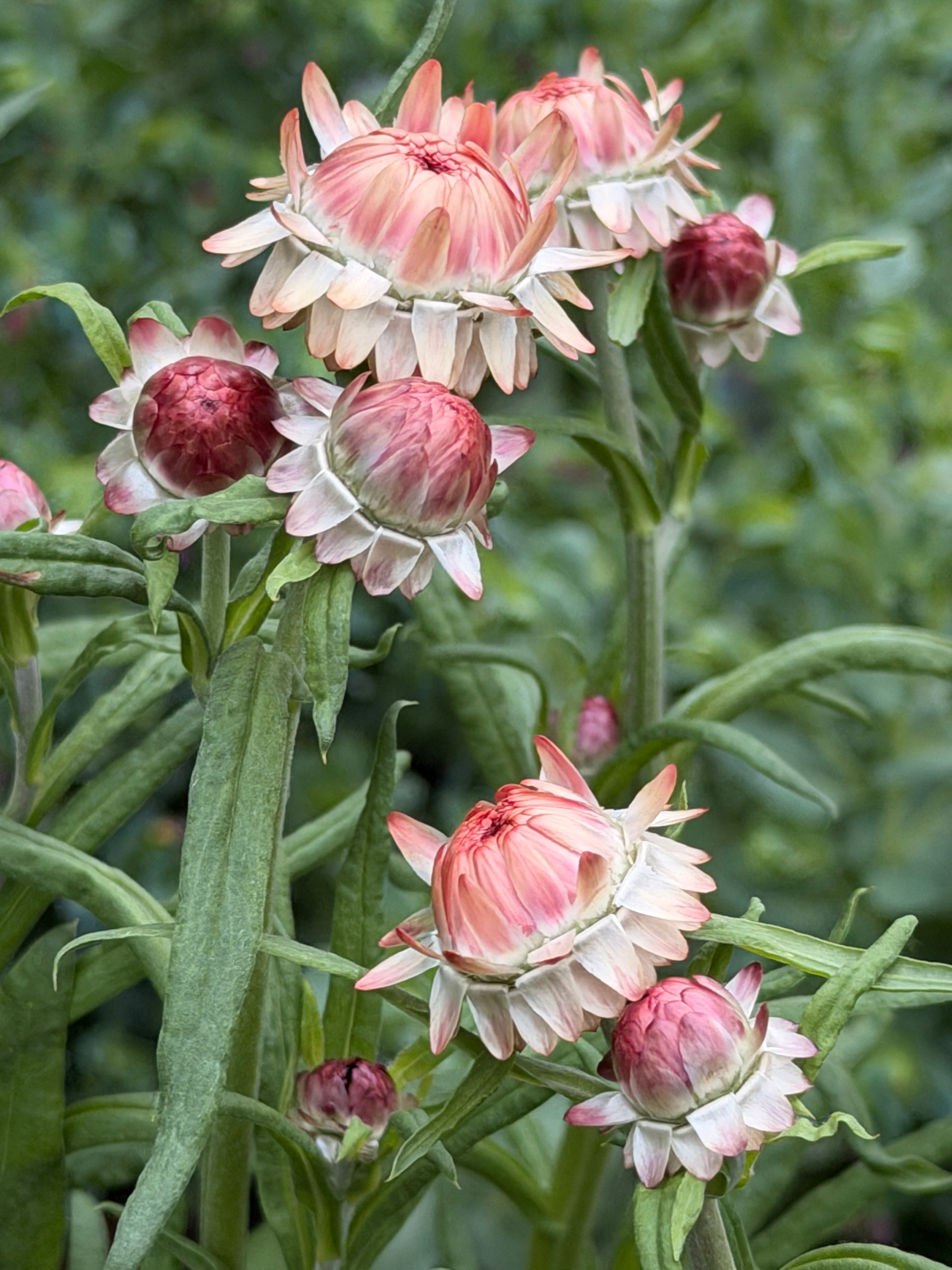 Strawflower - King Sized Salmon
