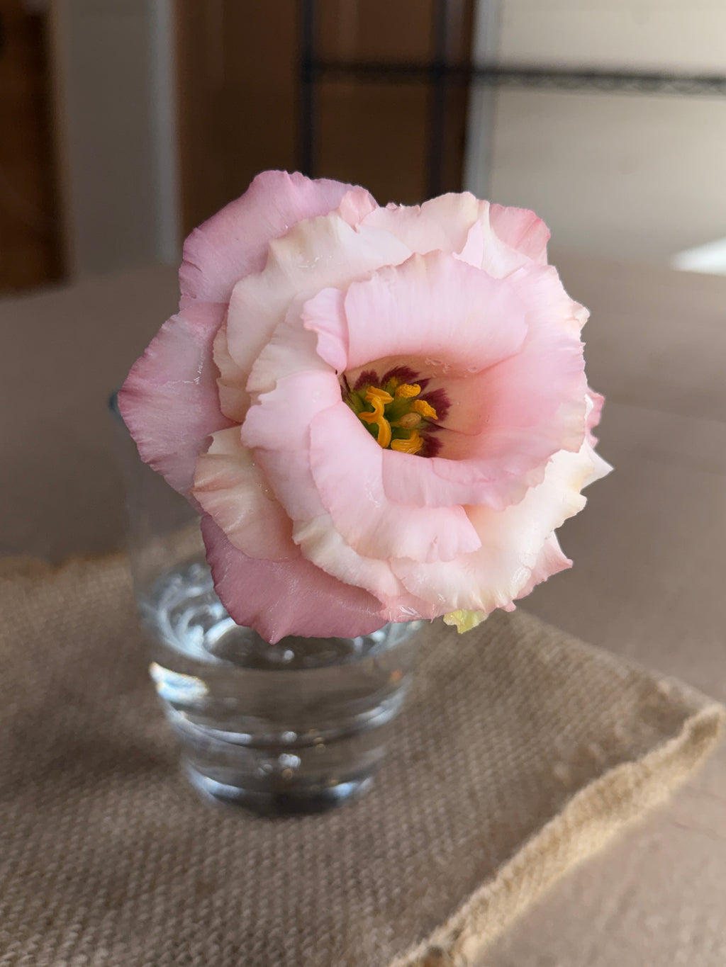 Lisianthus - Peach