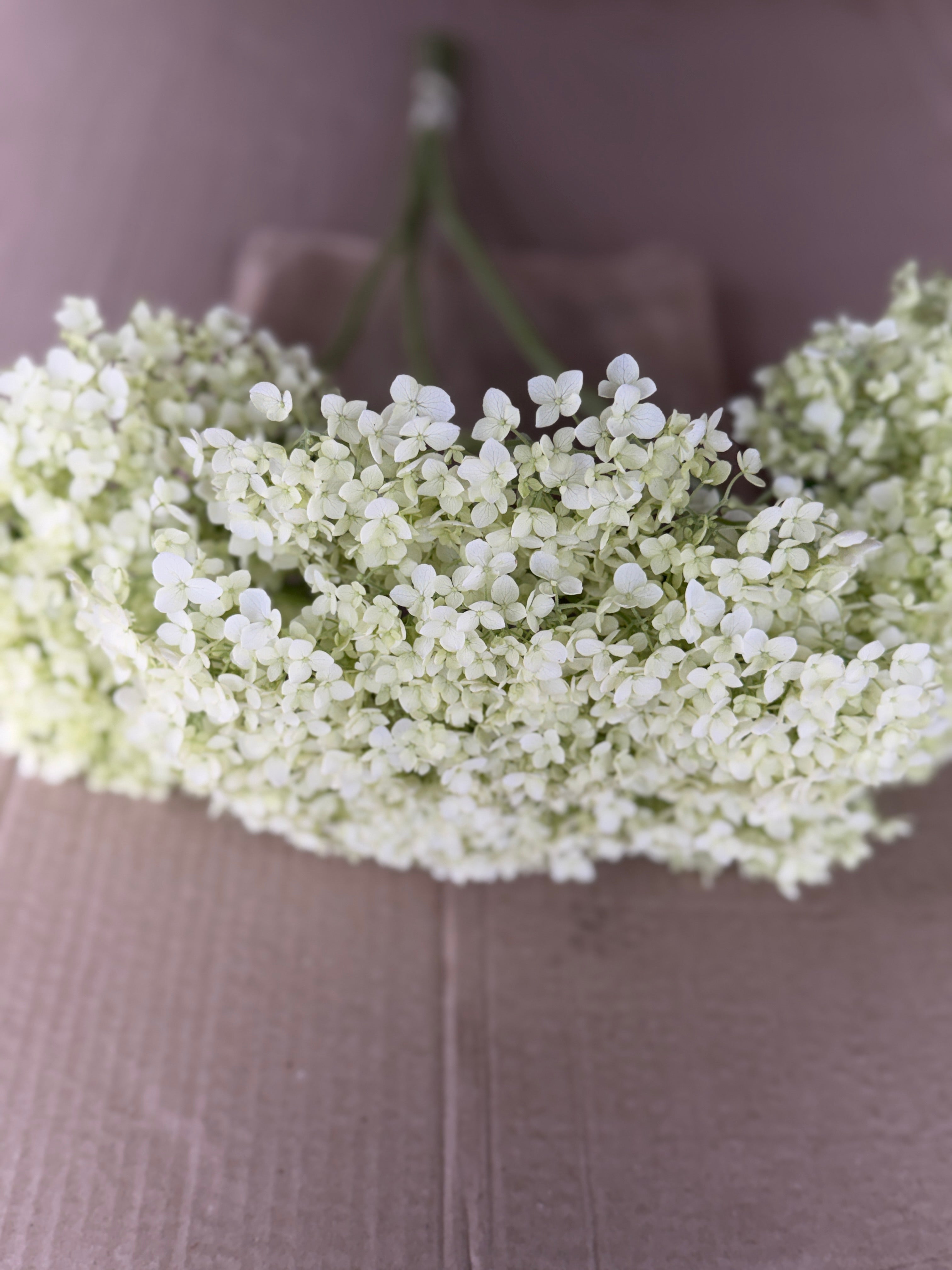 Hydrangea - Large White