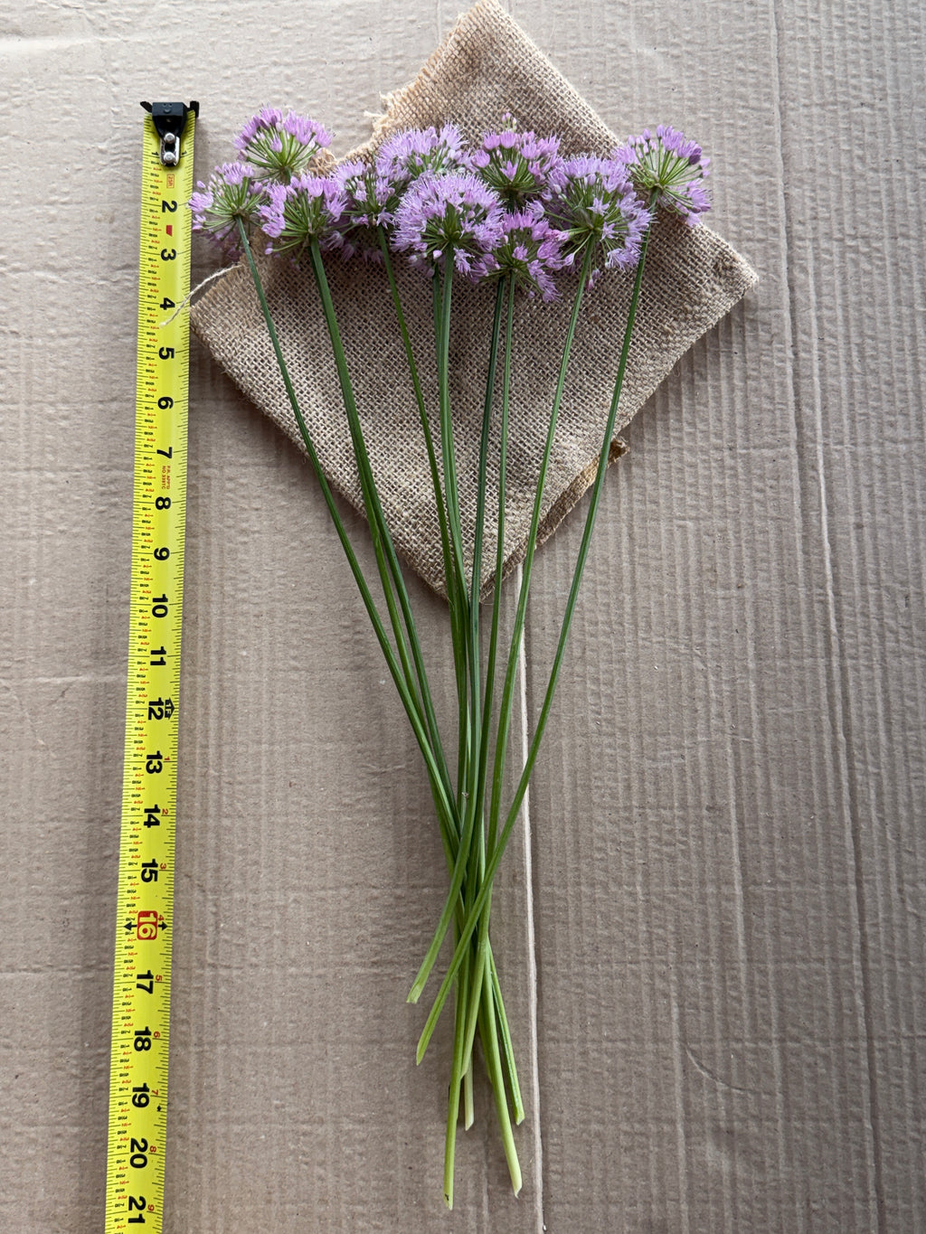 Allium - Millennium
