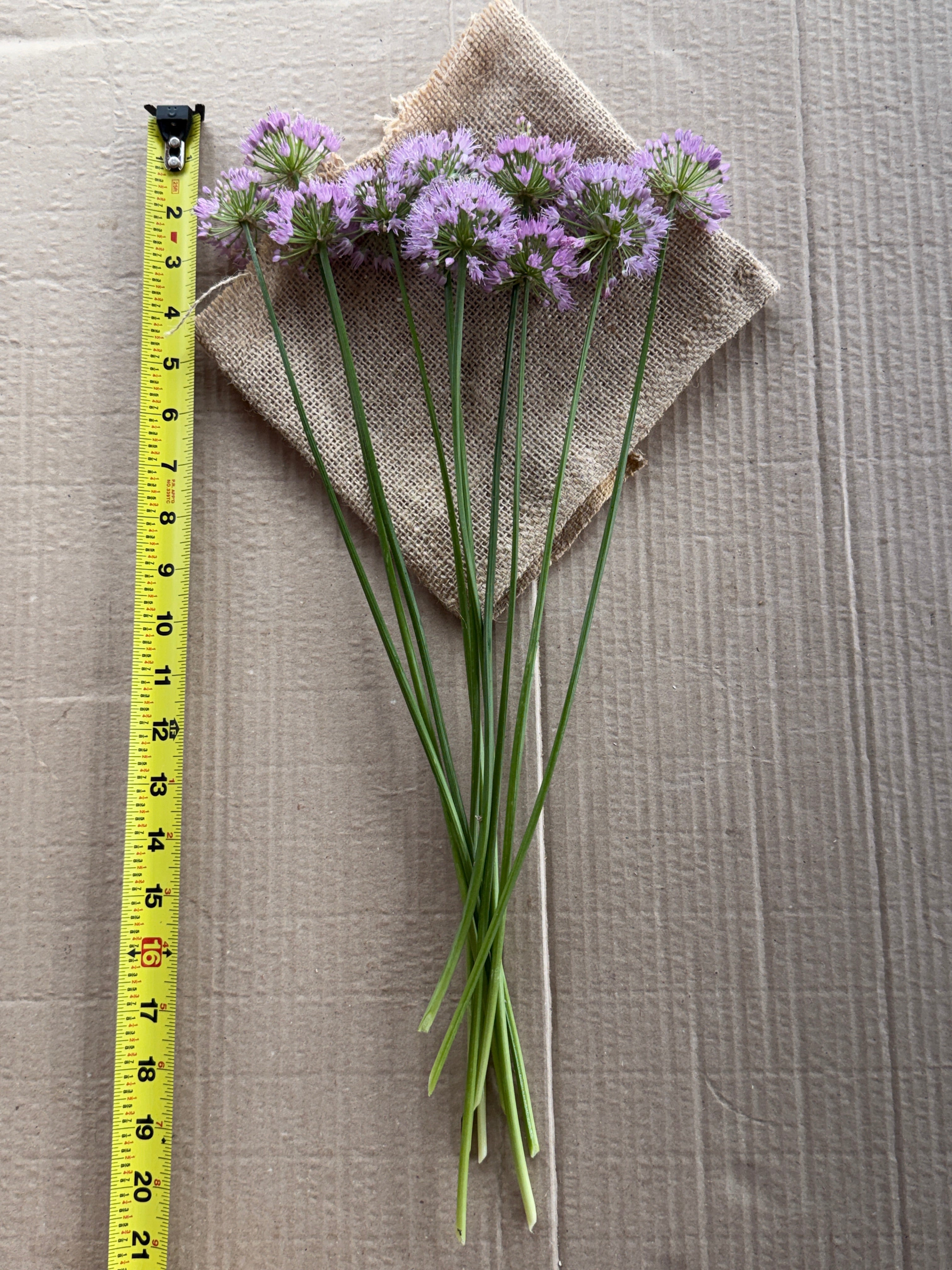 Allium - Millennium