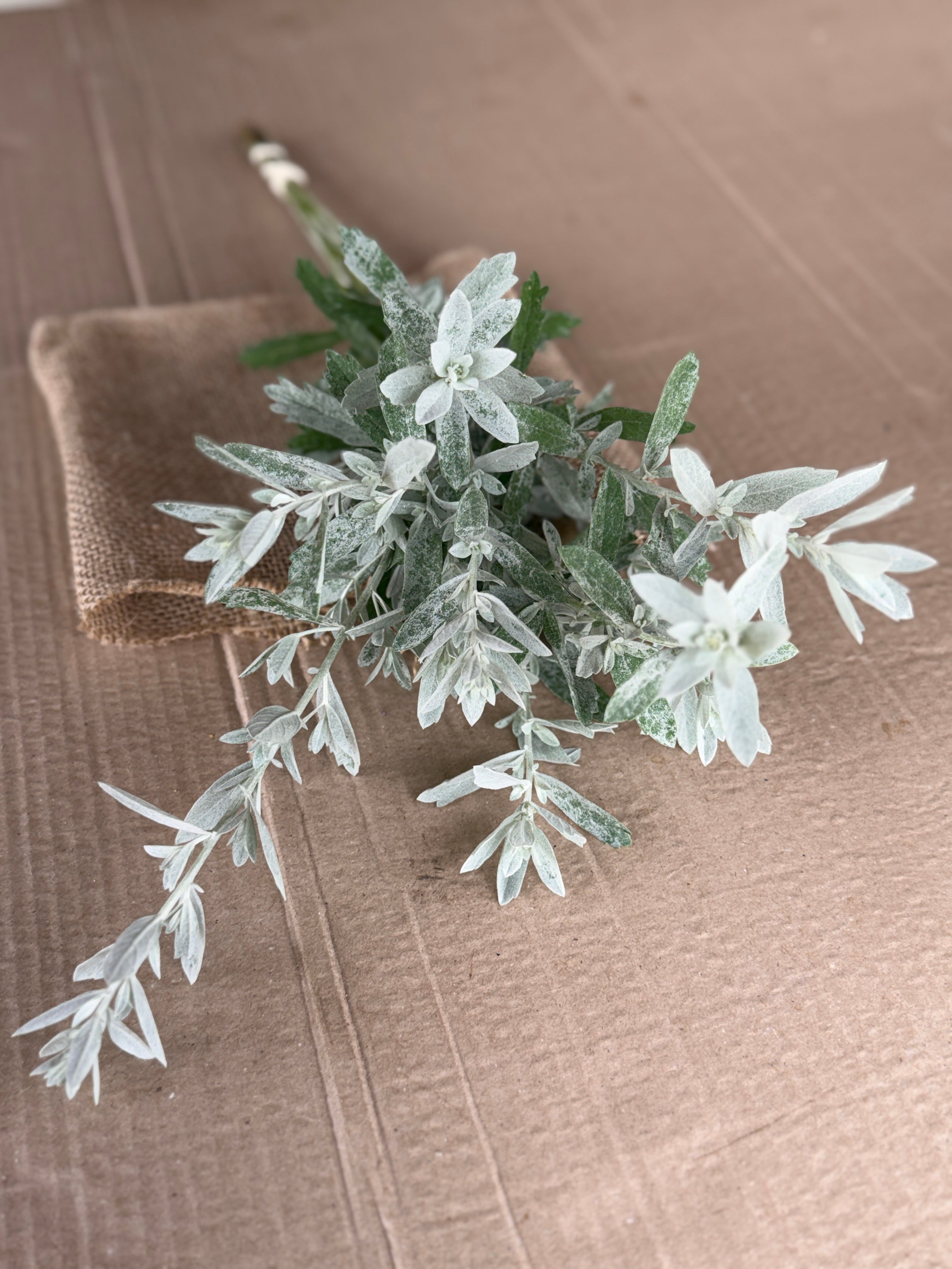 White Sage - fine textured
