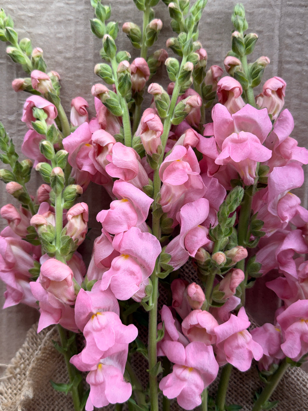 Snapdragon - Potomac Light Pink