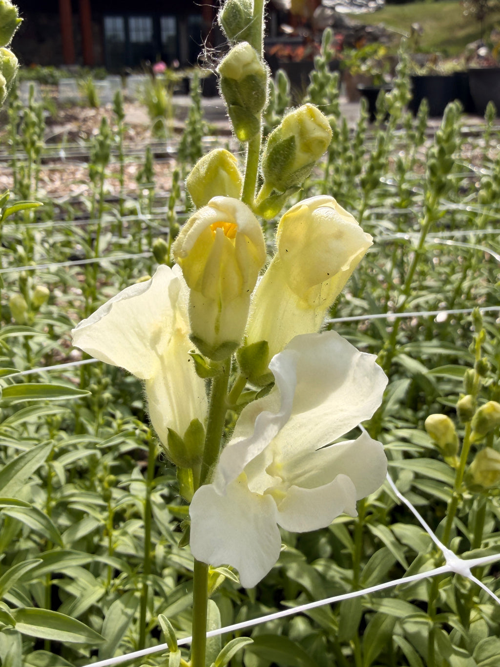 Snapdragon - Chantily White