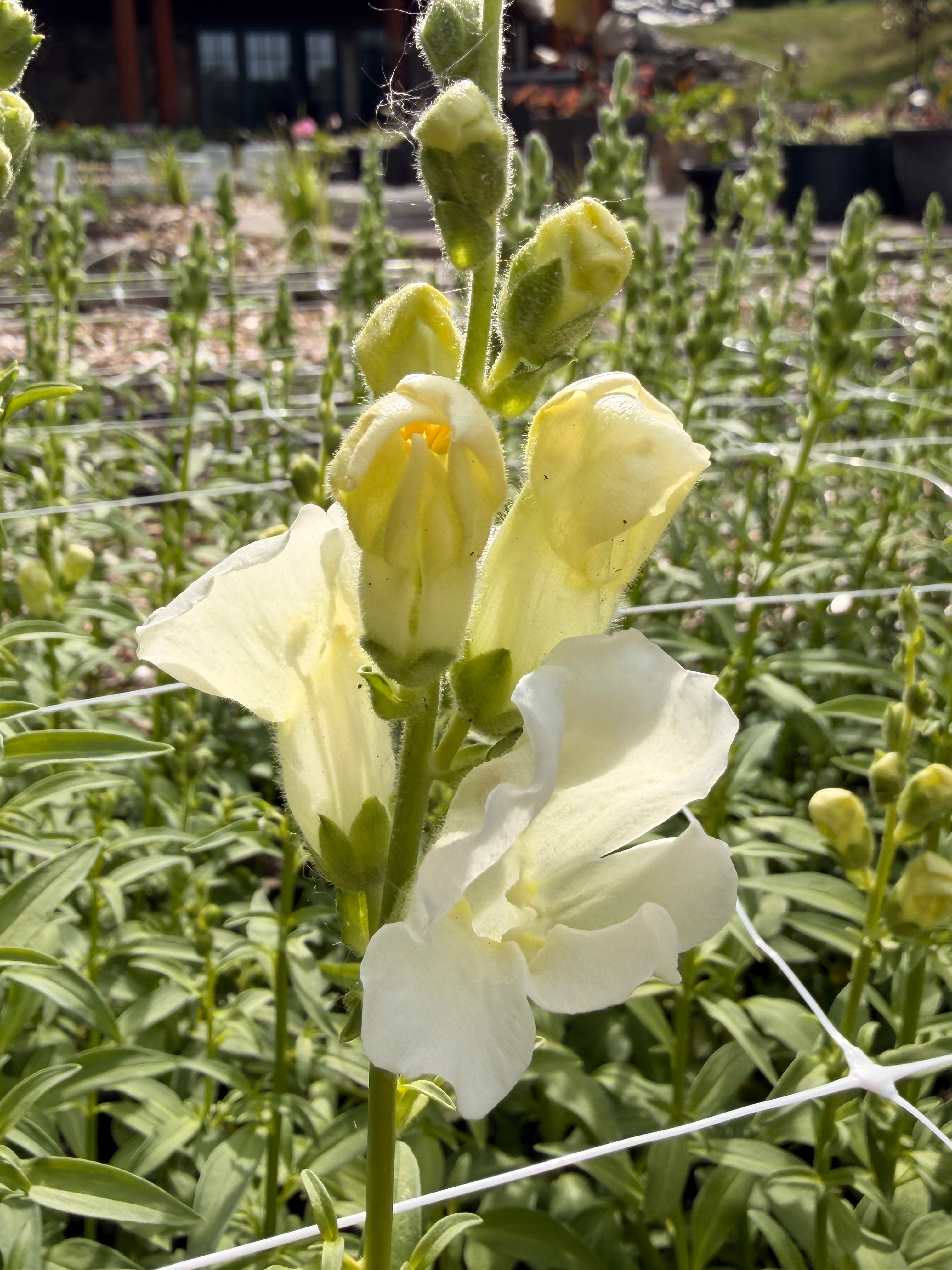 Snapdragon - Chantily White