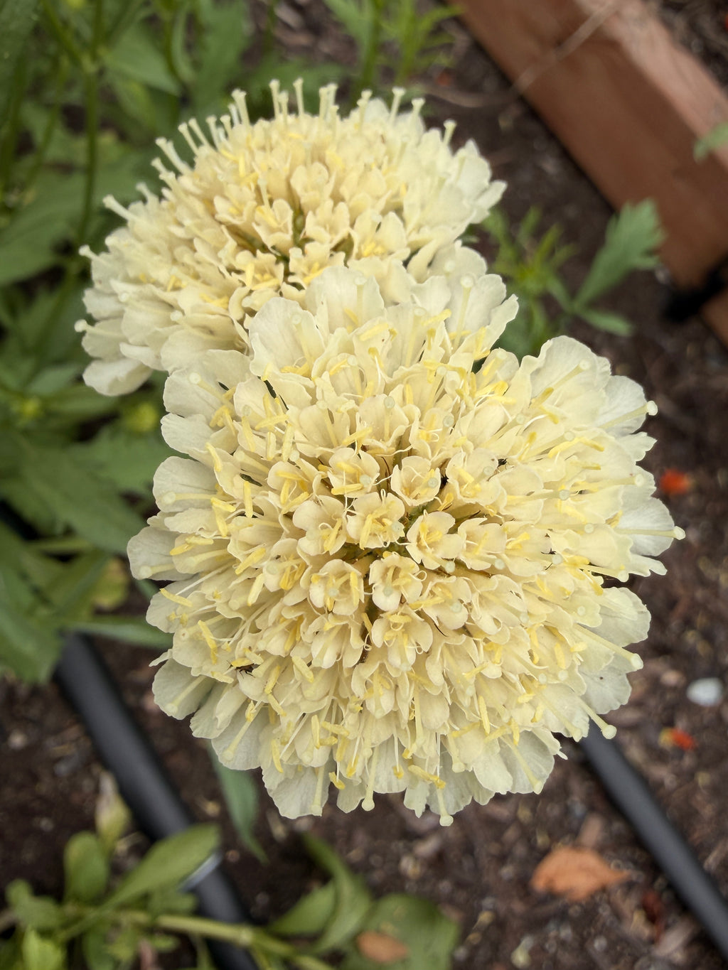 Scabiosa - Fata Morgana