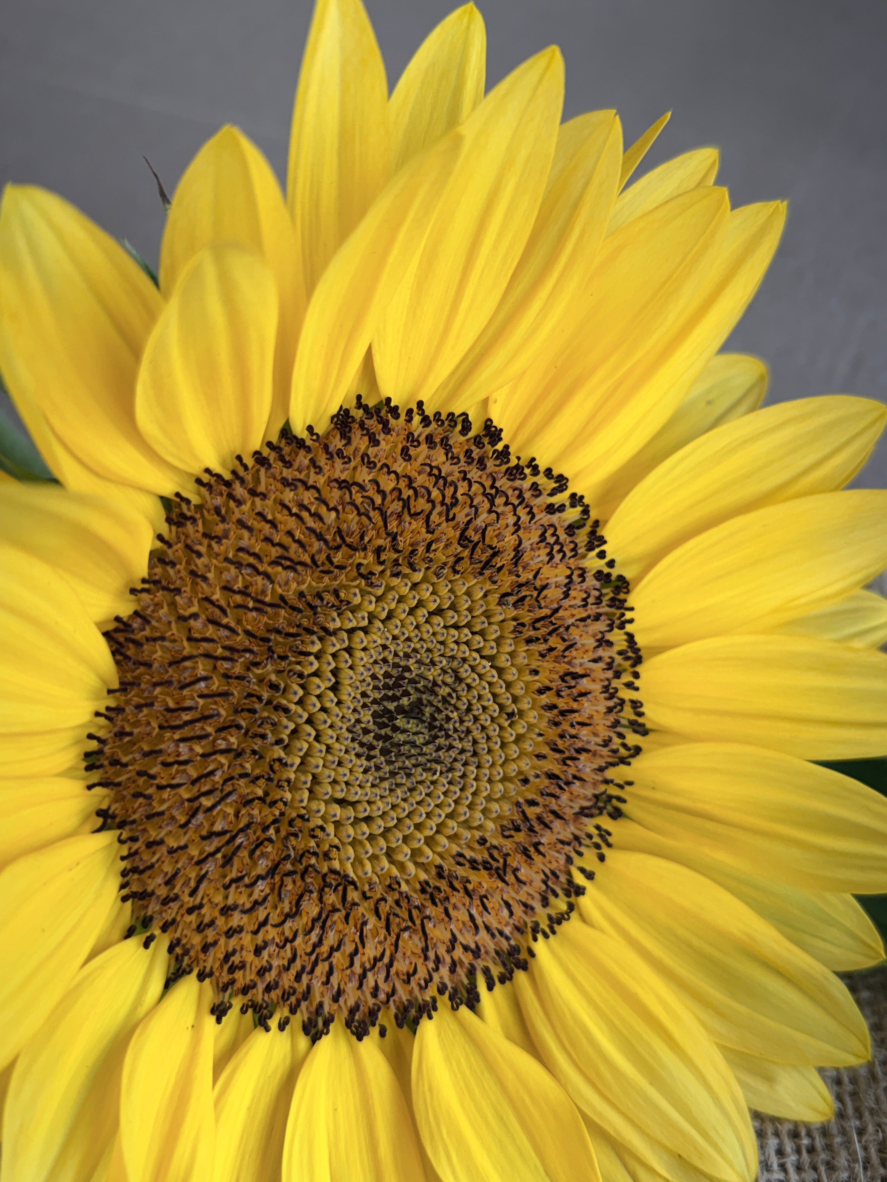 Sunflower - Procut Peach