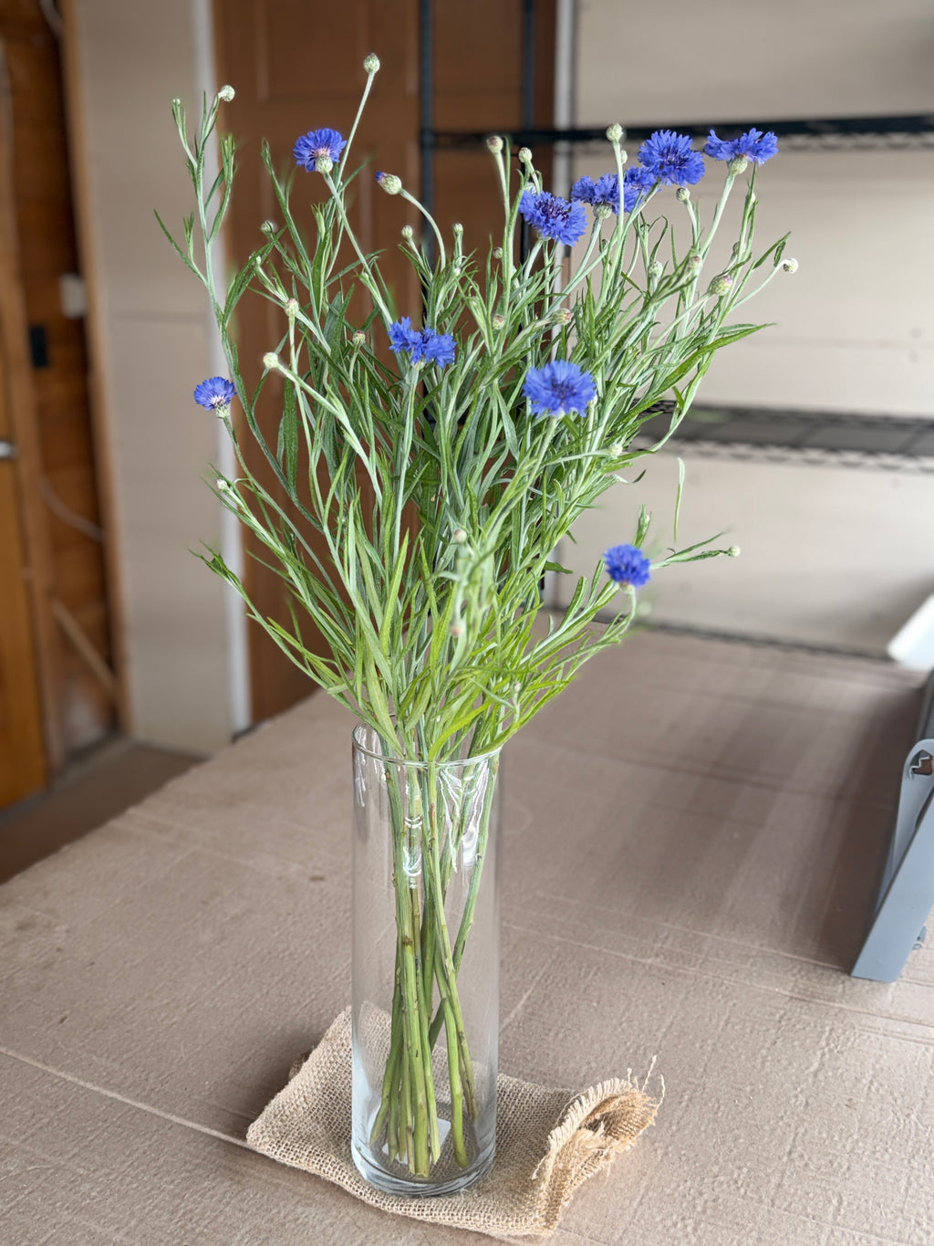 Bachelor’s Button - Blue