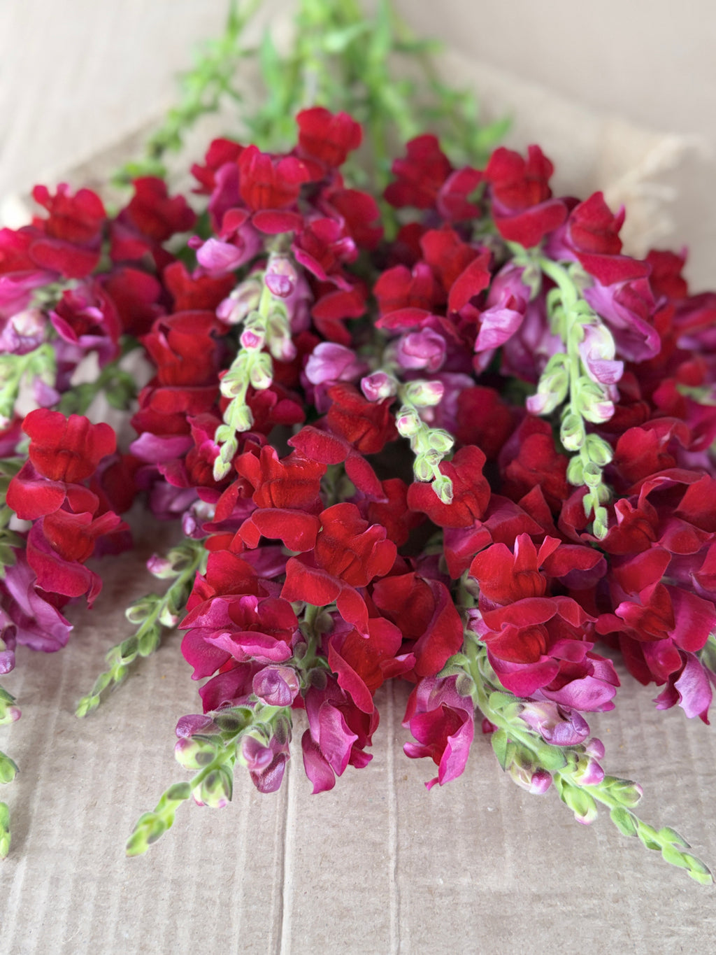 Snapdragon - Potomac Red