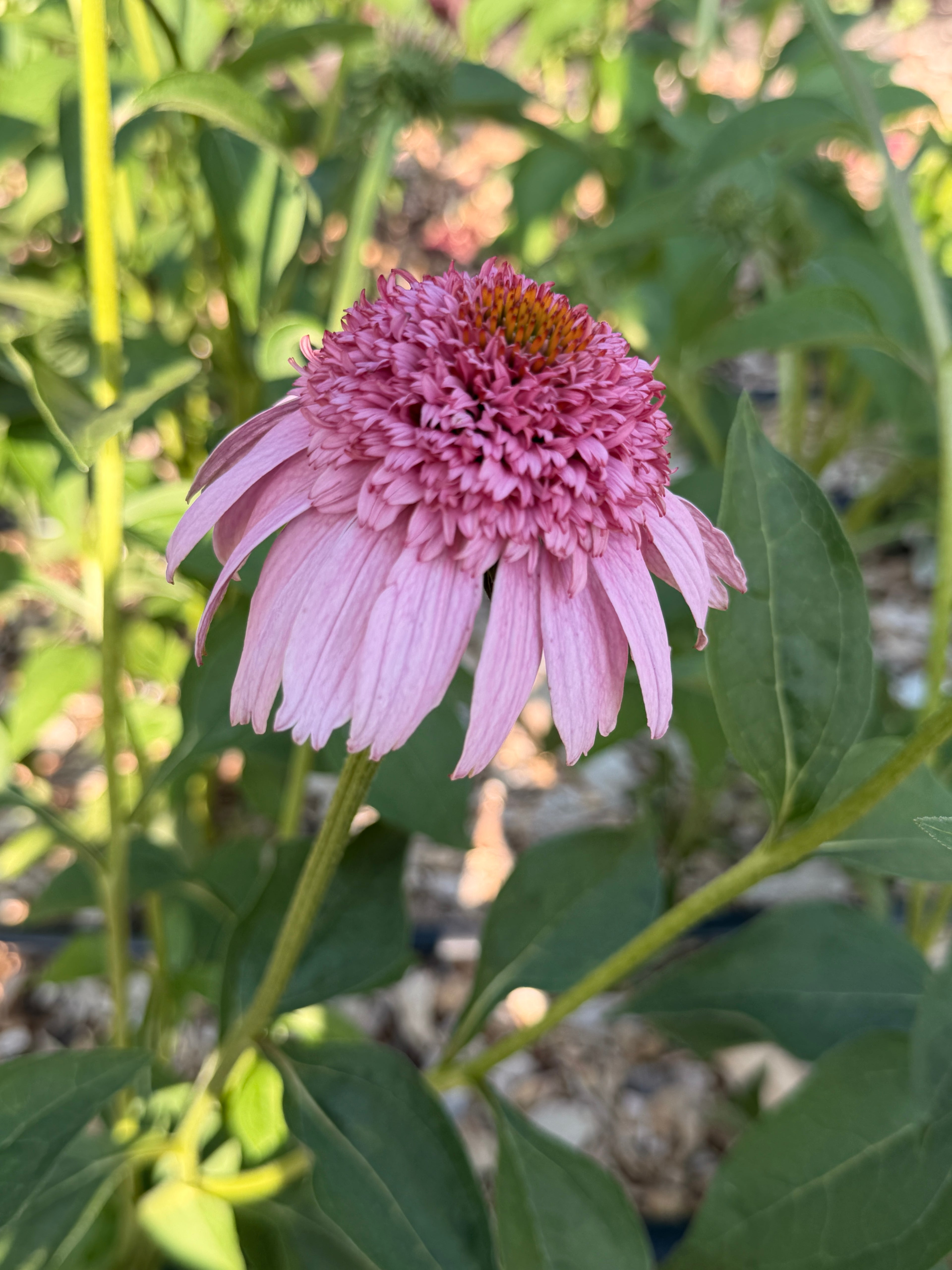 PomPon Echinacea - Pink