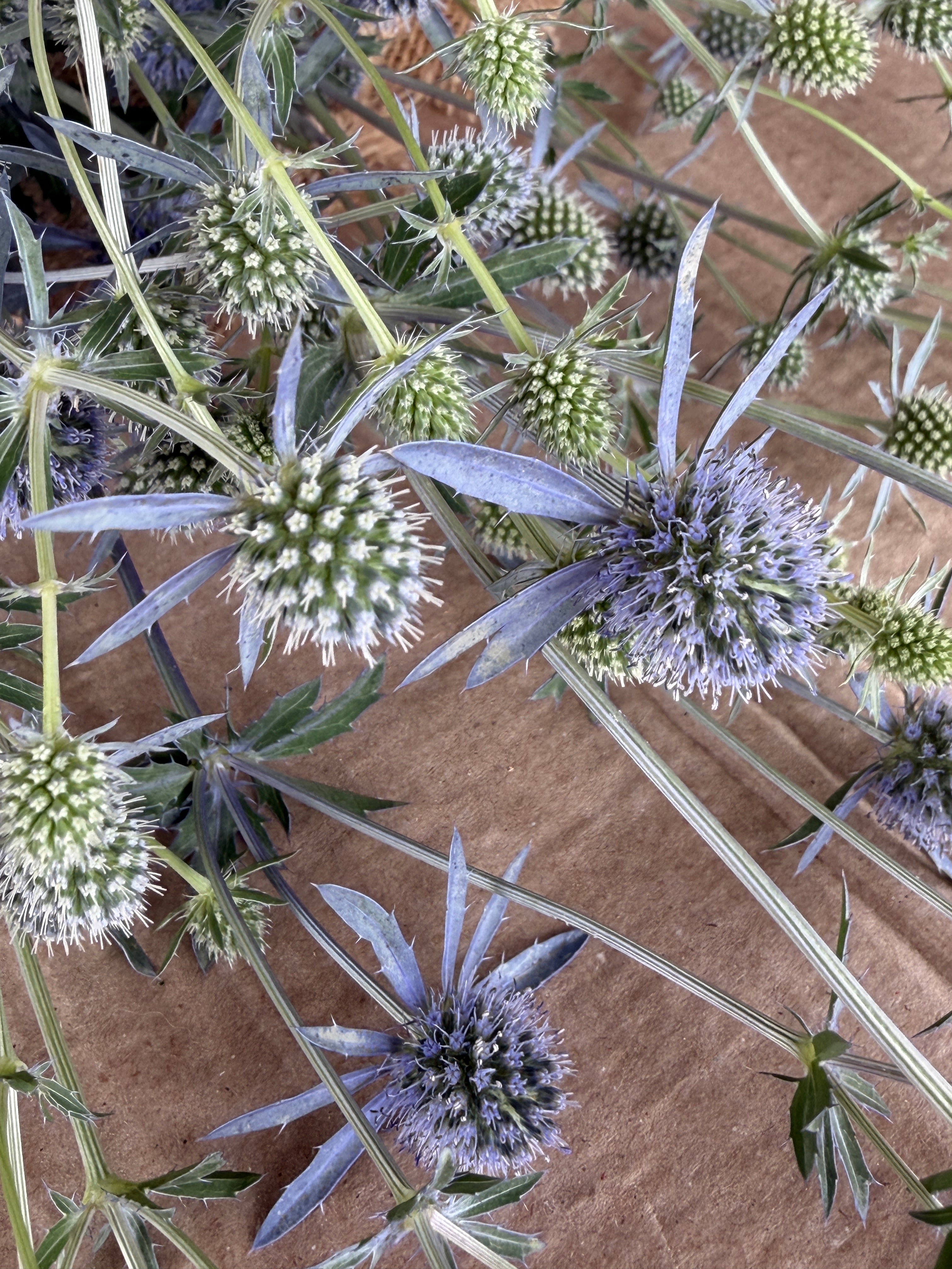 Eryngium - Blue