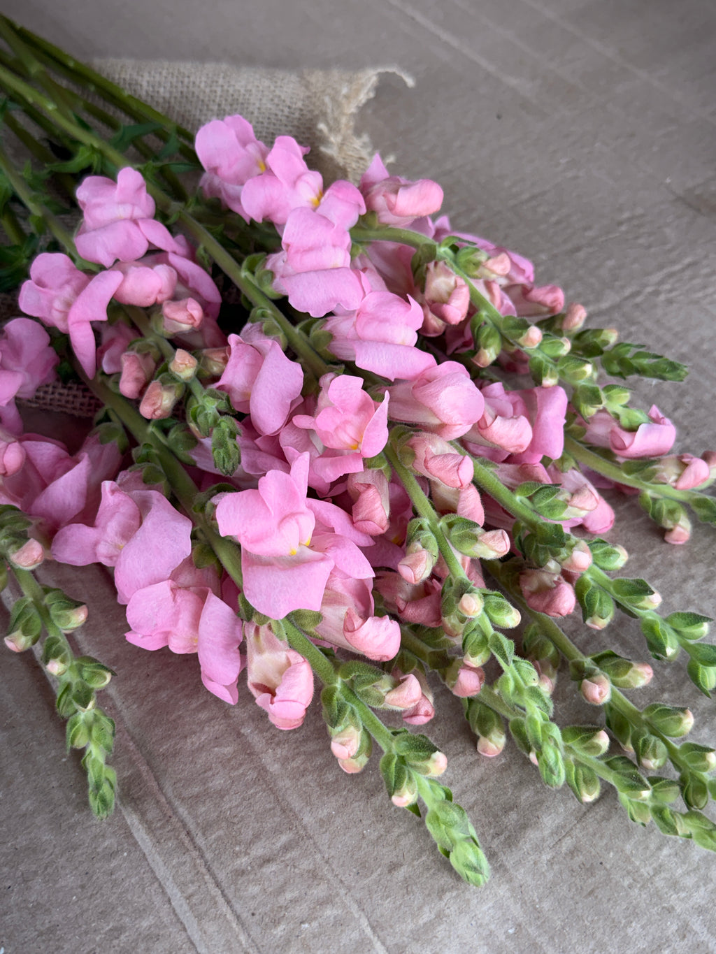Snapdragon - Potomac Light Pink