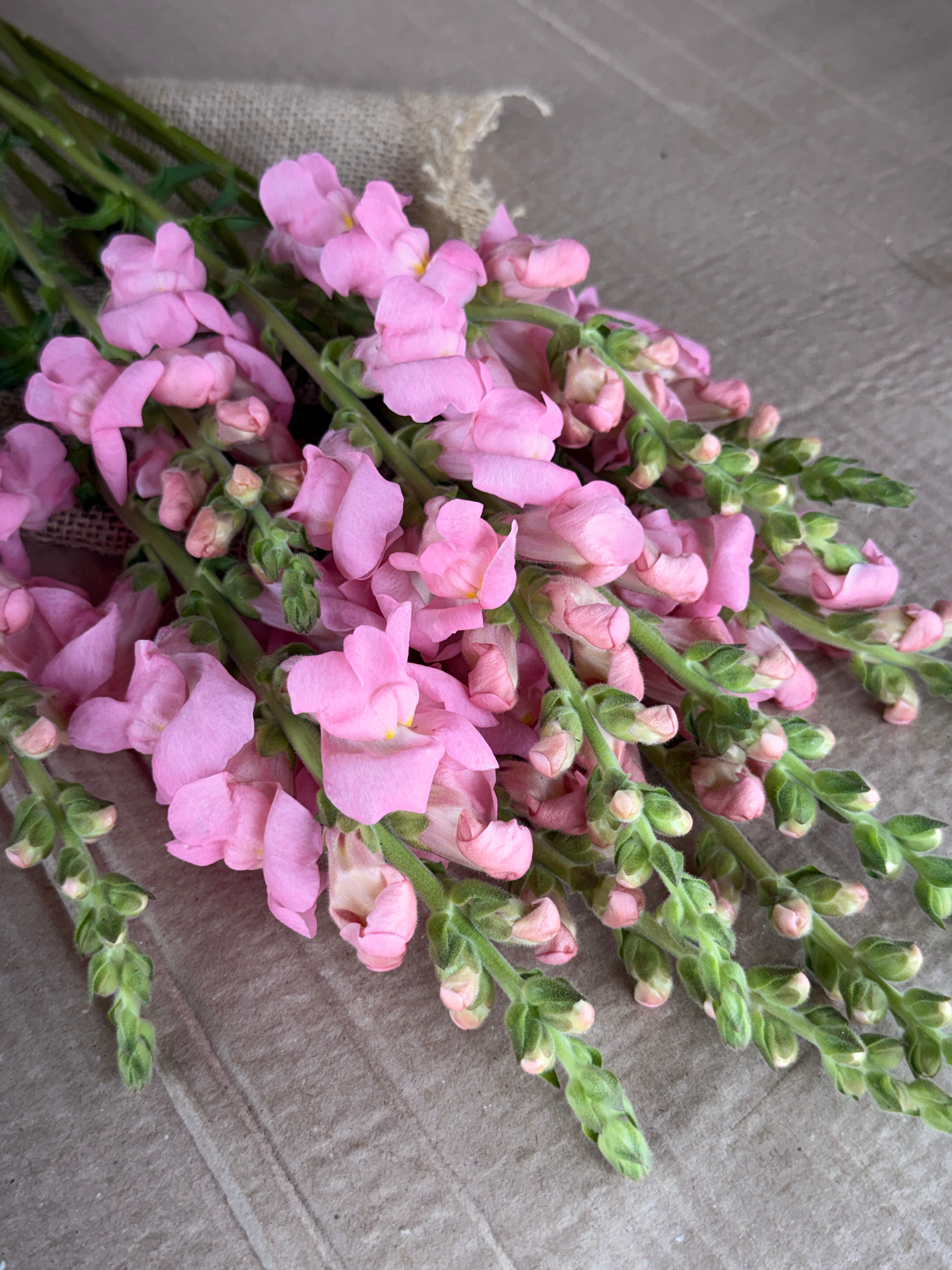 Snapdragon - Potomac Light Pink