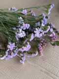 Statice - Lavender Shades