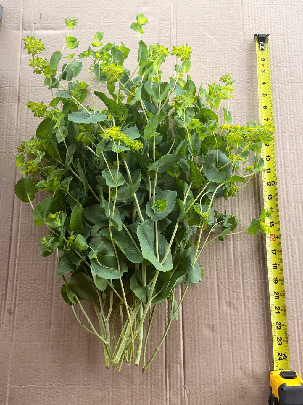 Bupleurum