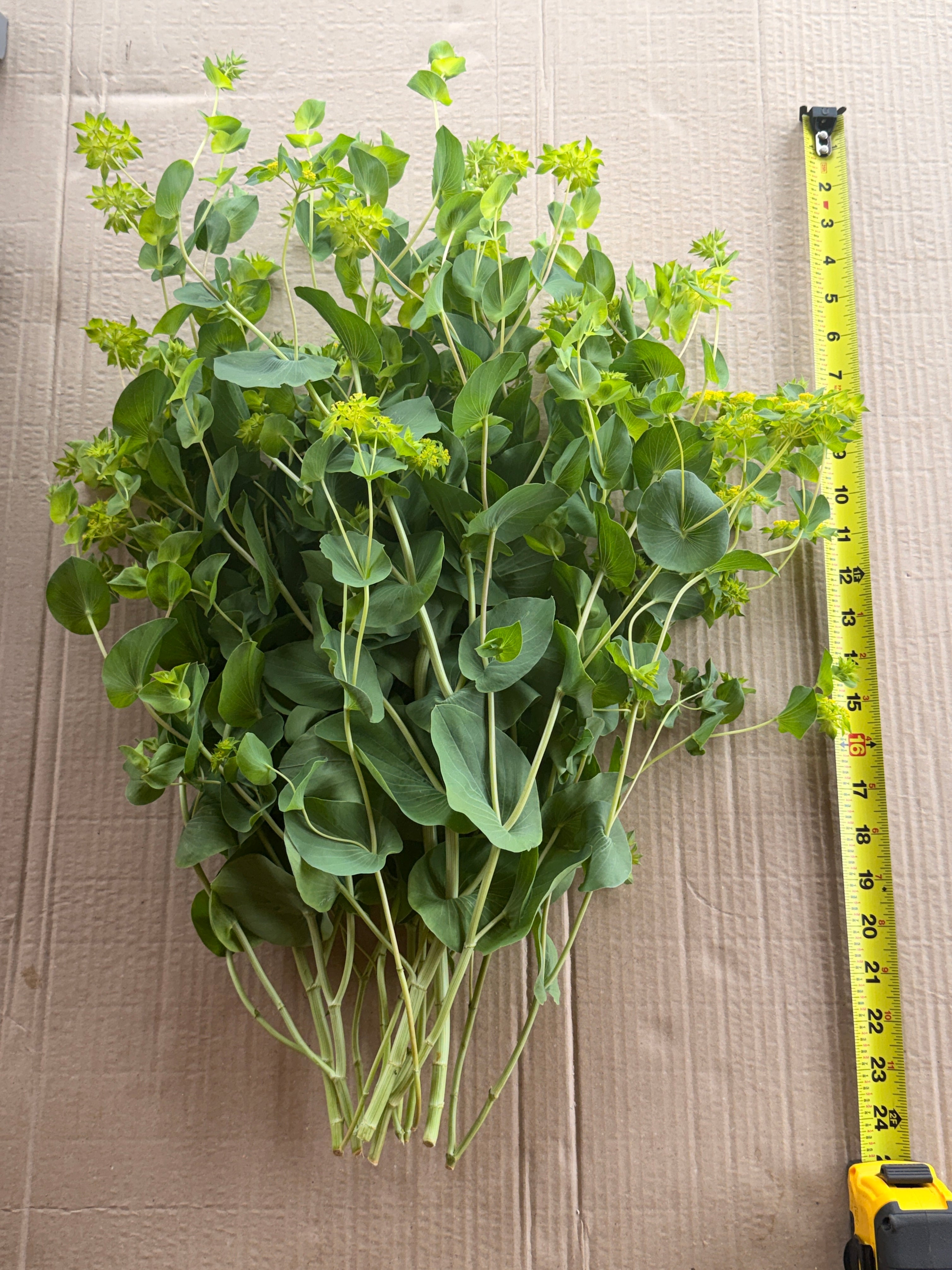 Bupleurum