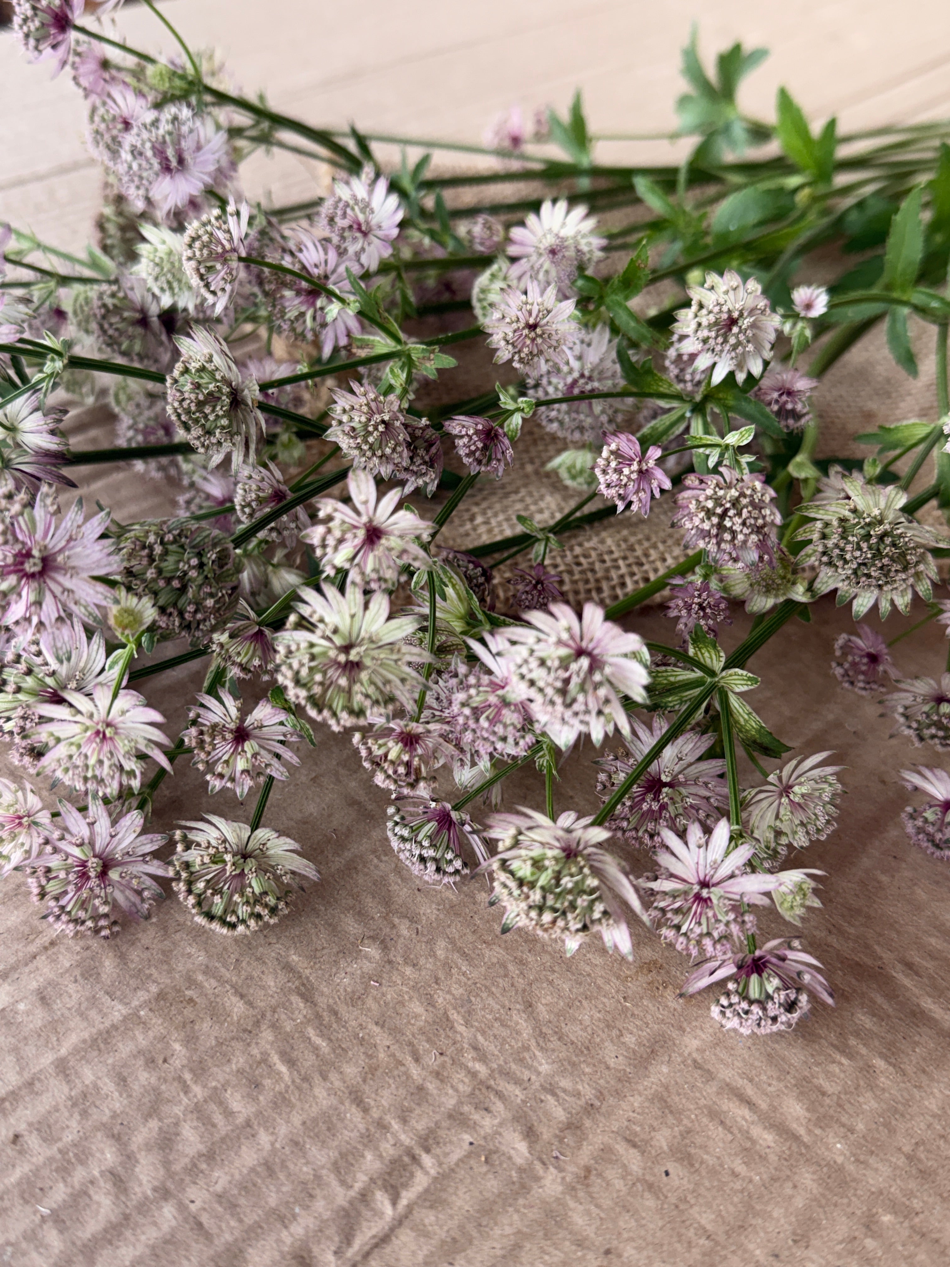 Astrantia - Pink