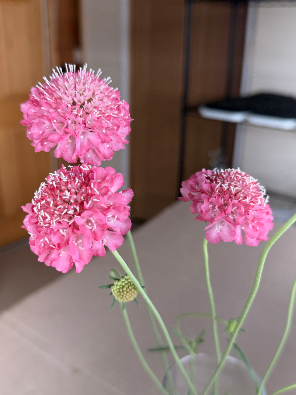 Scabiosa - Salmon Rose