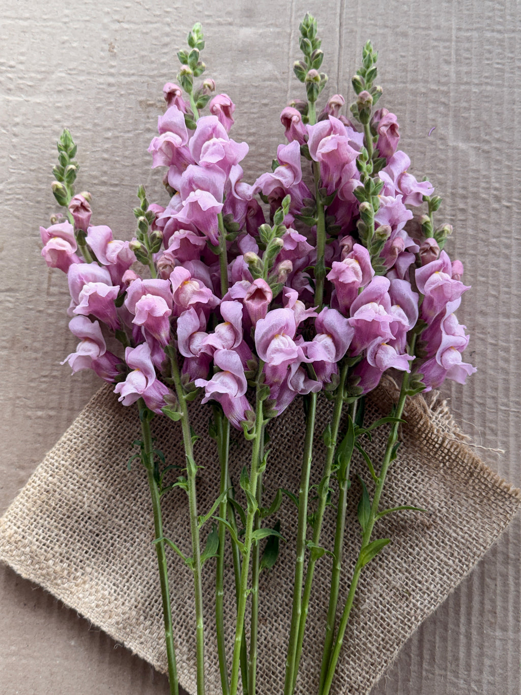 Snapdragon - Potomac Lavender