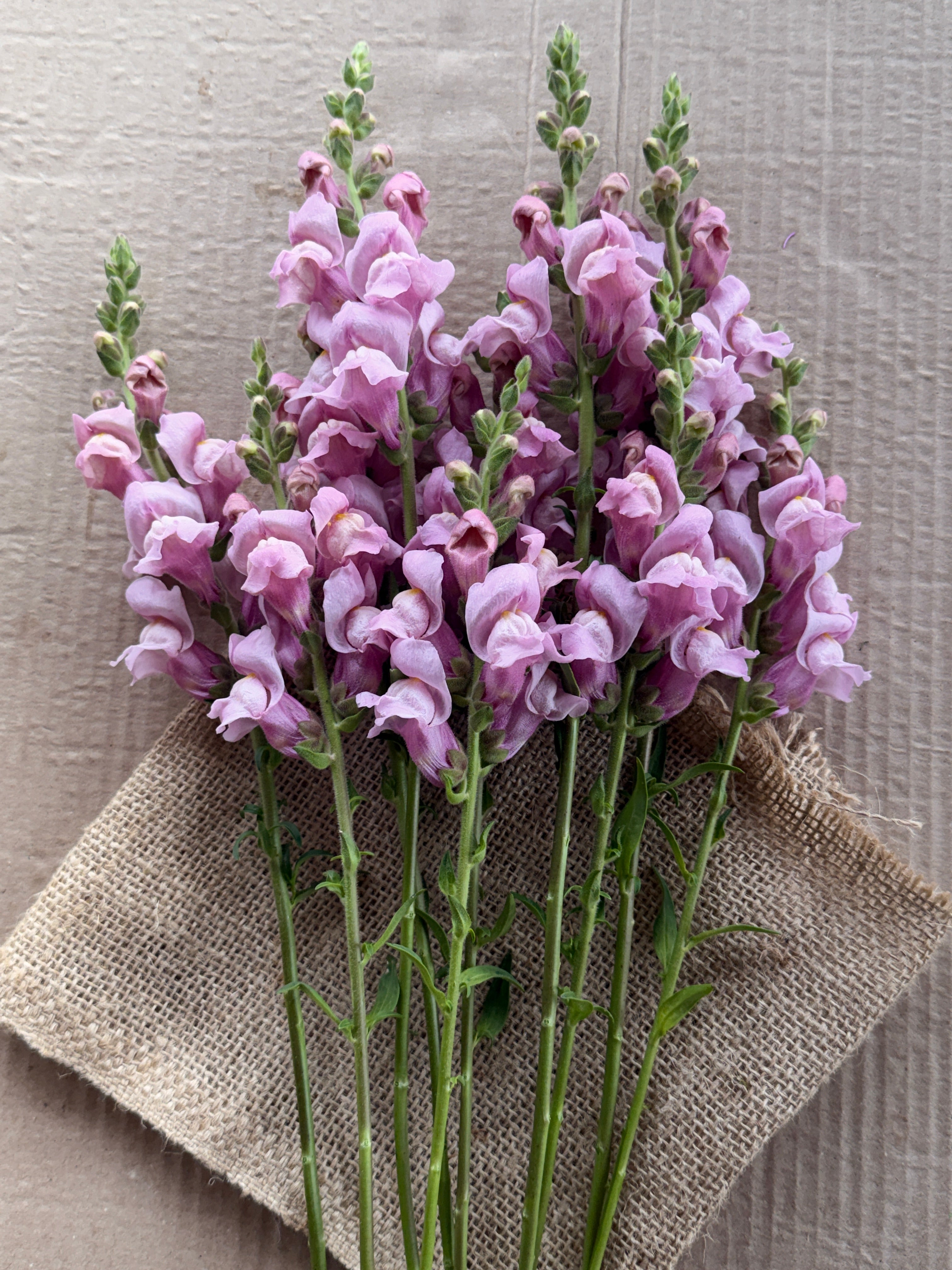 Snapdragon - Potomac Lavender