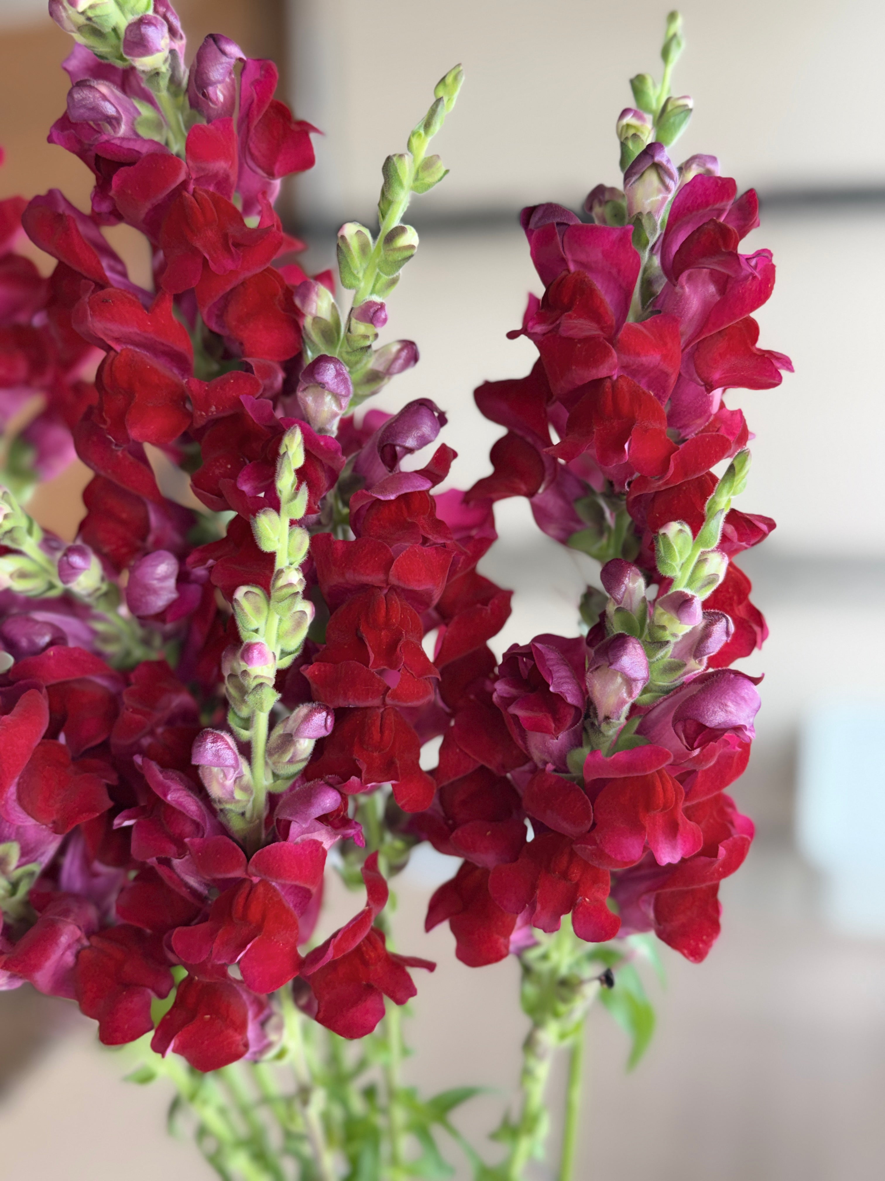 Snapdragon - Potomac Red