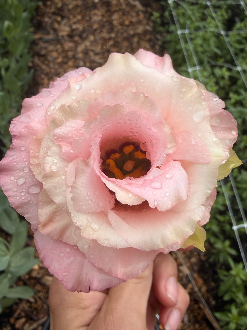 Lisianthus - Peach