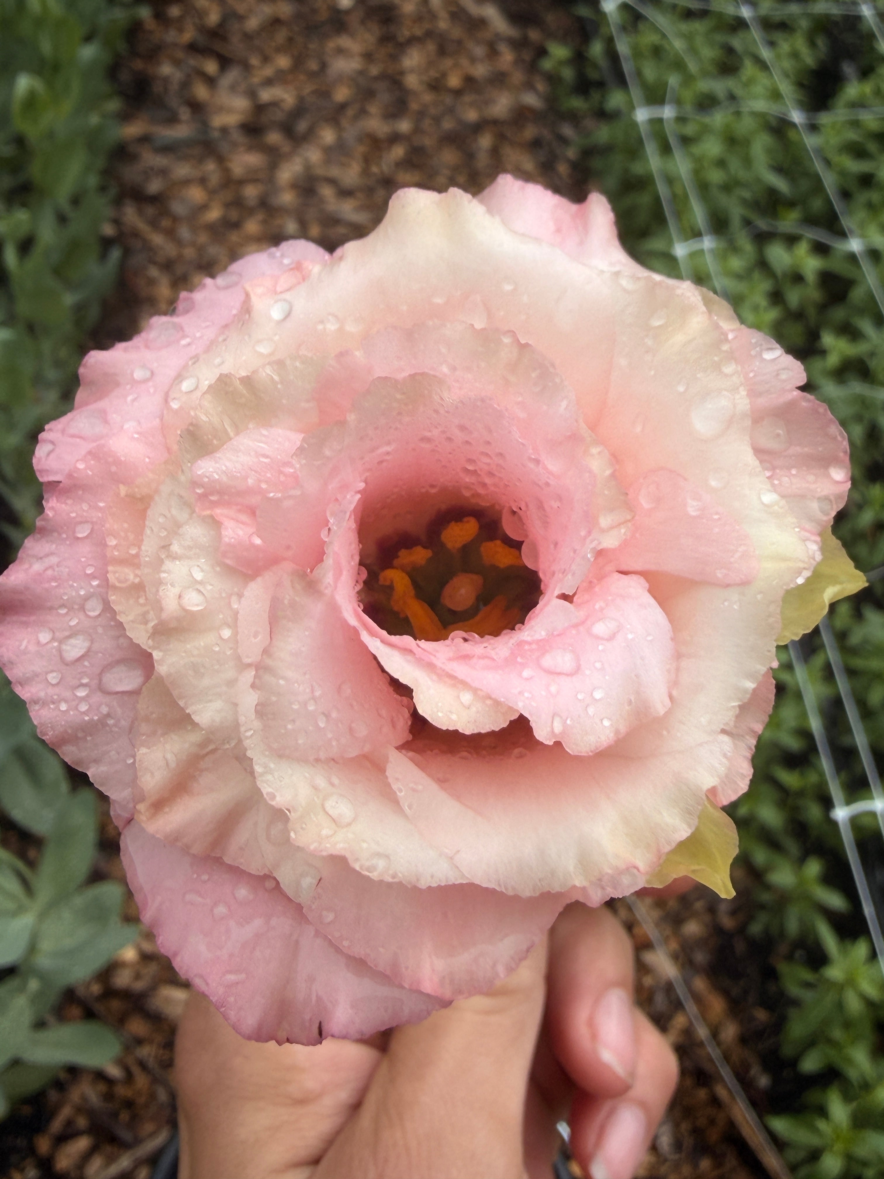 Lisianthus - Peach
