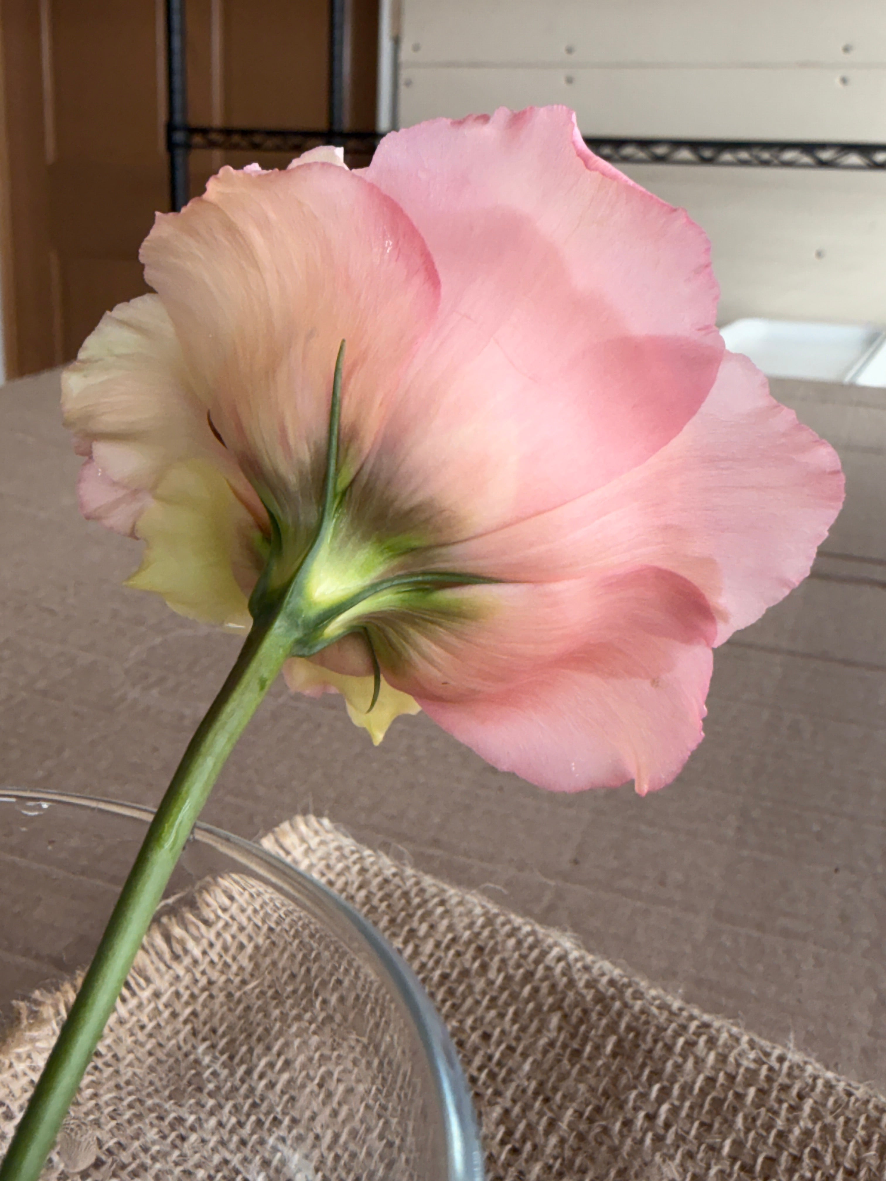 Lisianthus - Peach