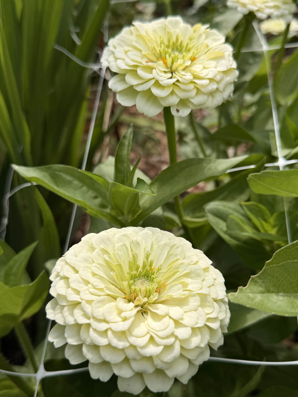 Zinnia - Giant White