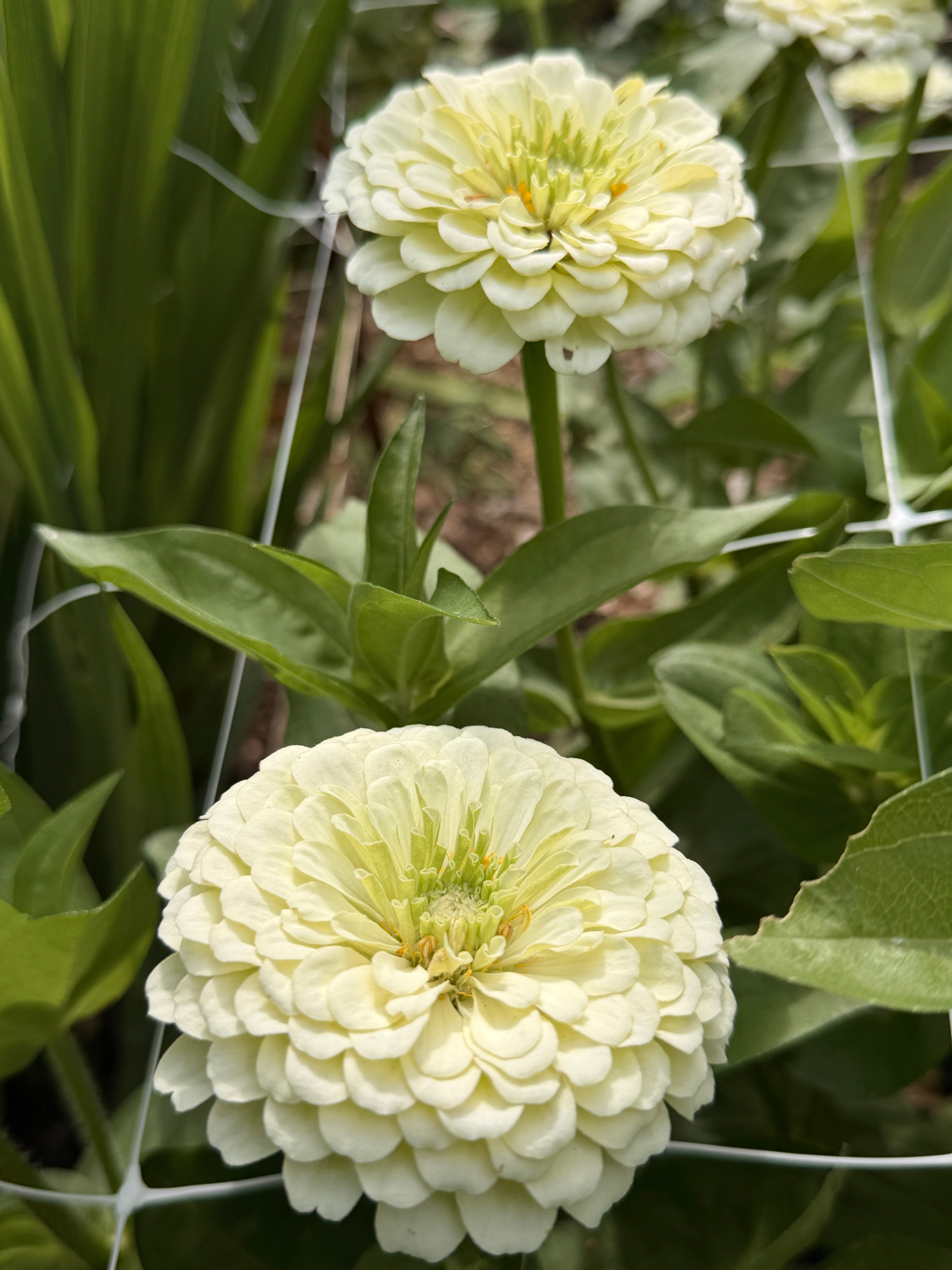 Zinnia - Giant White